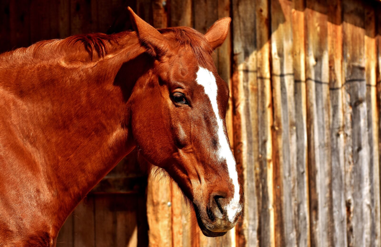 Nikon D7200 sample photo. Horse, brown, portrait photography