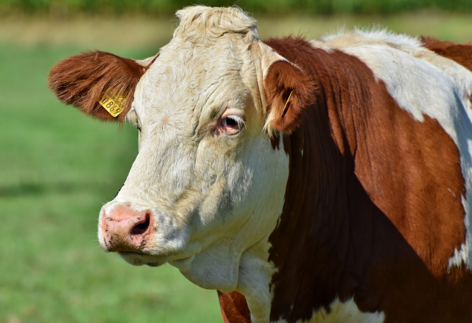 Nikon D7200 sample photo. Cow, beef, cattle photography