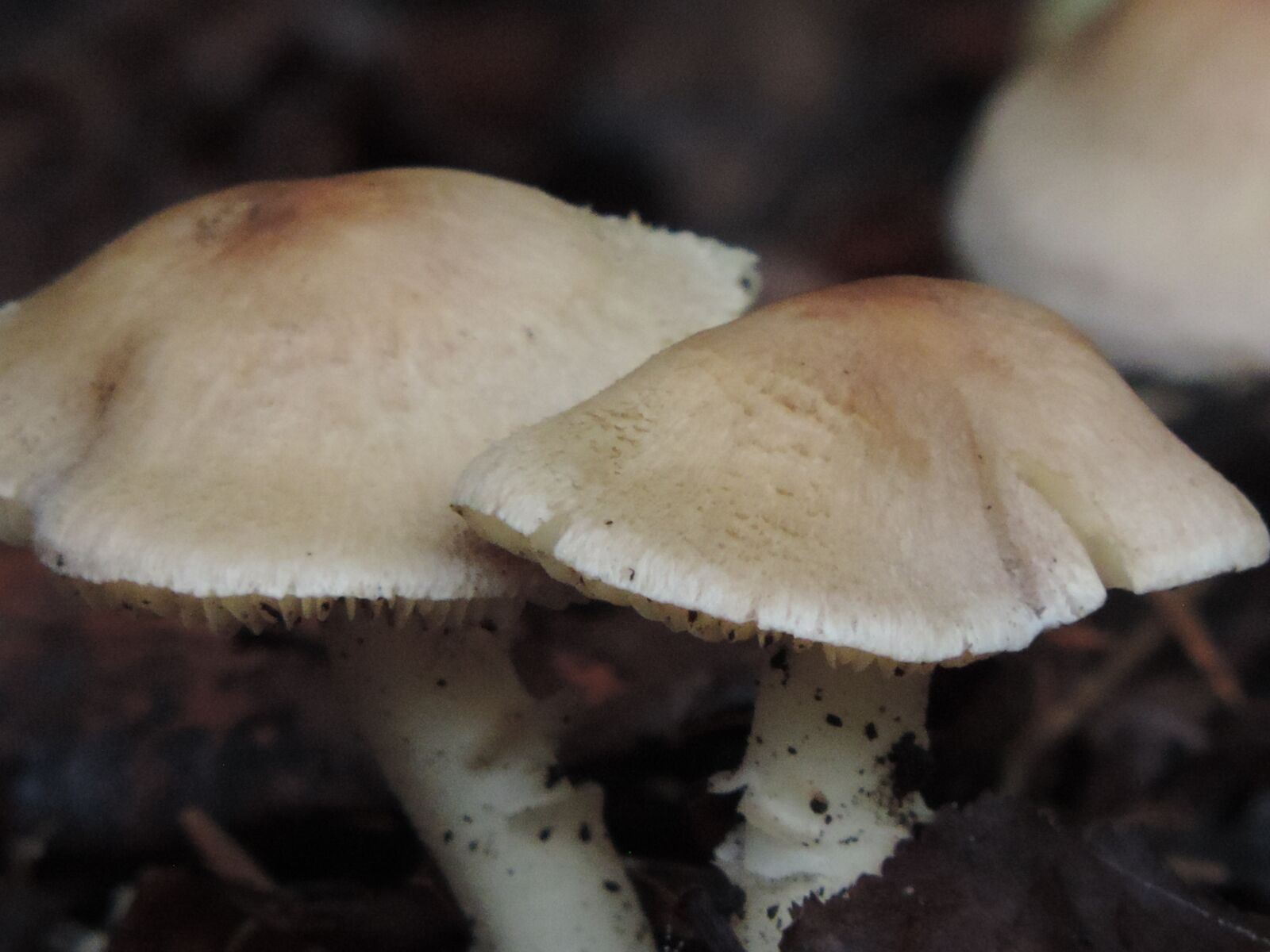 Nikon Coolpix P520 sample photo. Amanita mushroom, mulch, outdoor photography
