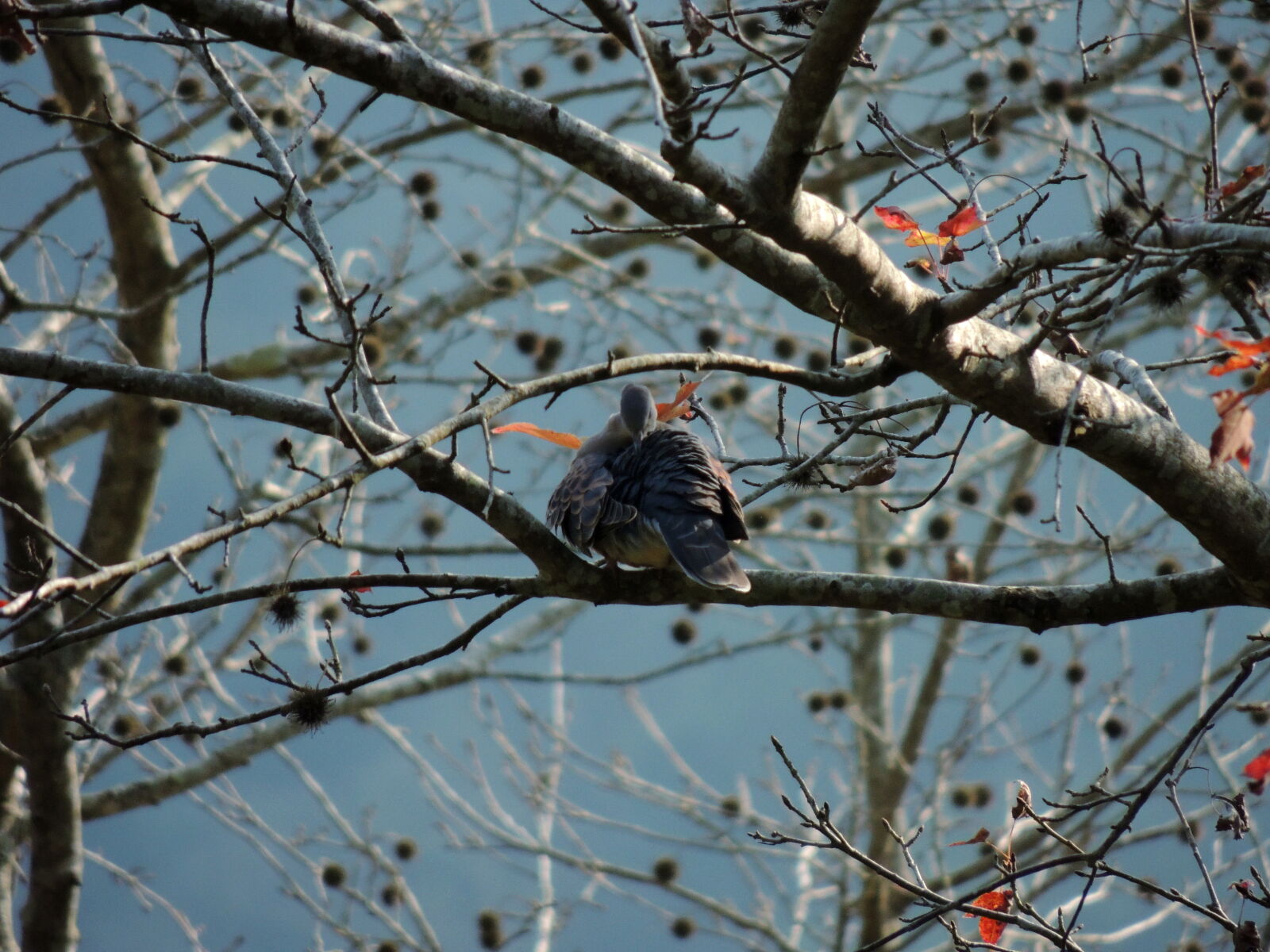 Nikon Coolpix P510 sample photo