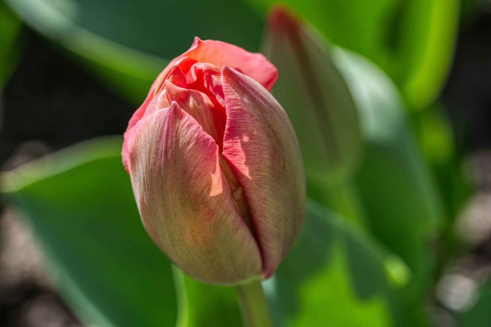 Nikon D750 sample photo. Tulip, blossom, bloom photography