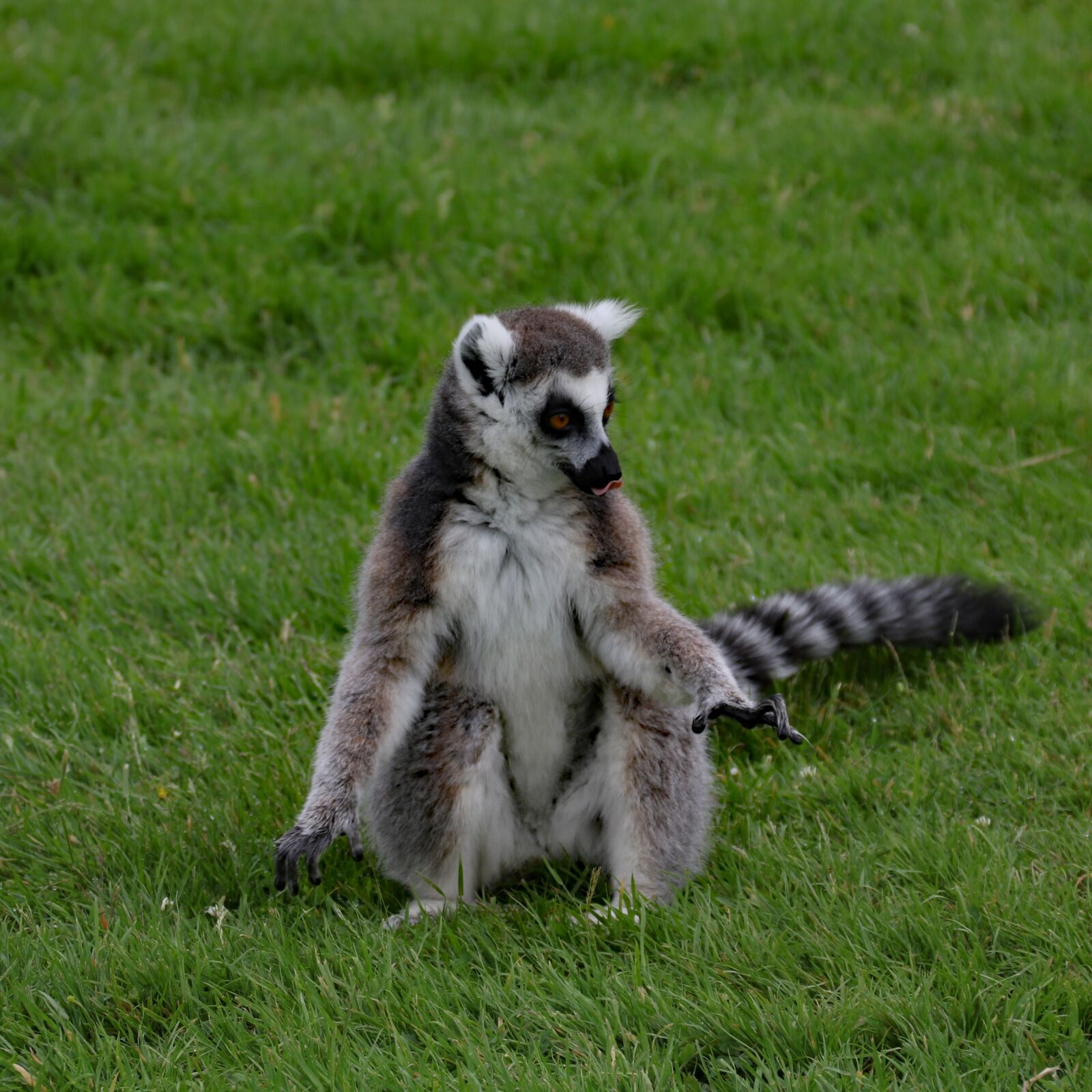 Canon EOS 760D (EOS Rebel T6s / EOS 8000D) sample photo. Lemur, madagascar, animal photography