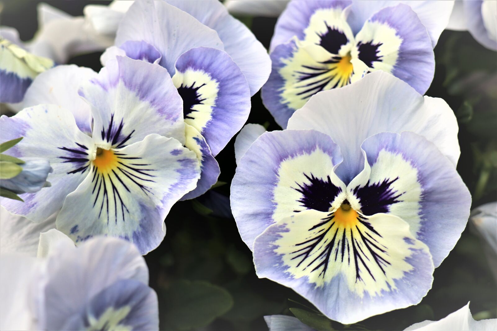 Canon EF-M 18-150mm F3.5-6.3 IS STM sample photo. Pansies, flowering, flowers photography