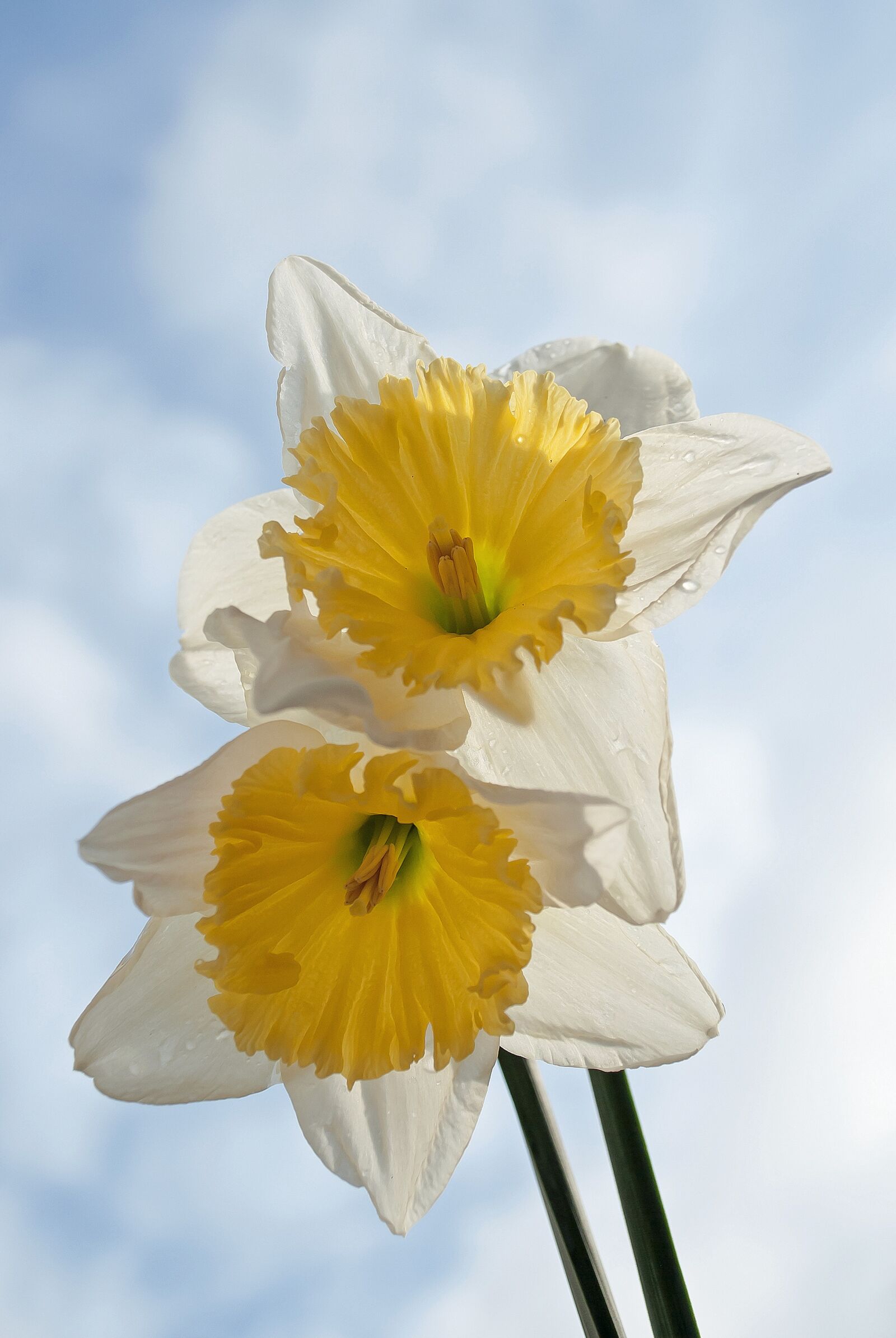 Nikon D3000 sample photo. Narcis, spring, yellow photography