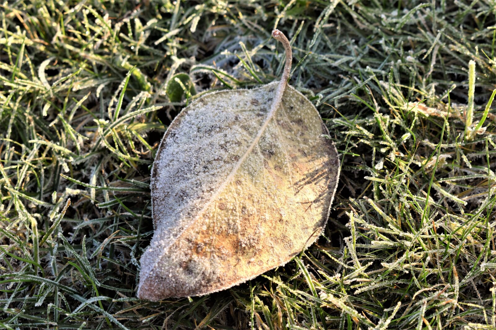 Nikon D5500 sample photo. Frost, mature, cold sheet photography