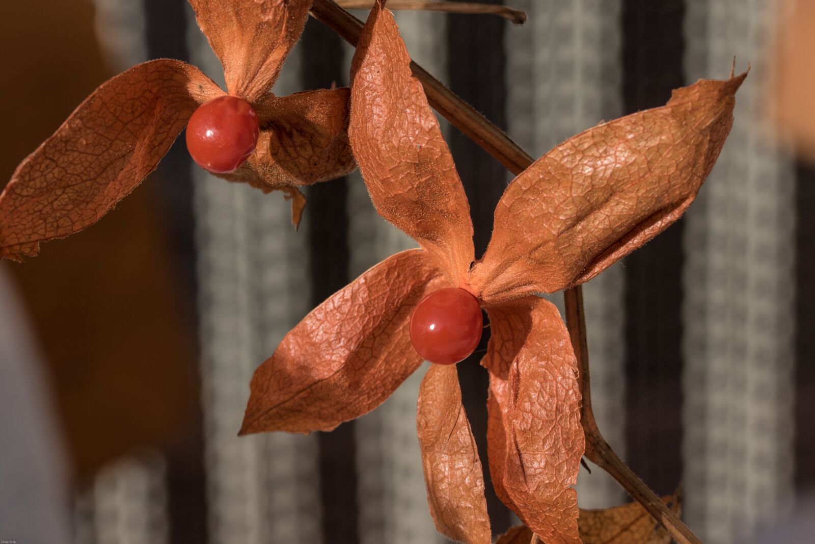 Canon EOS 7D Mark II sample photo. Physalis, berry fruit, berry photography