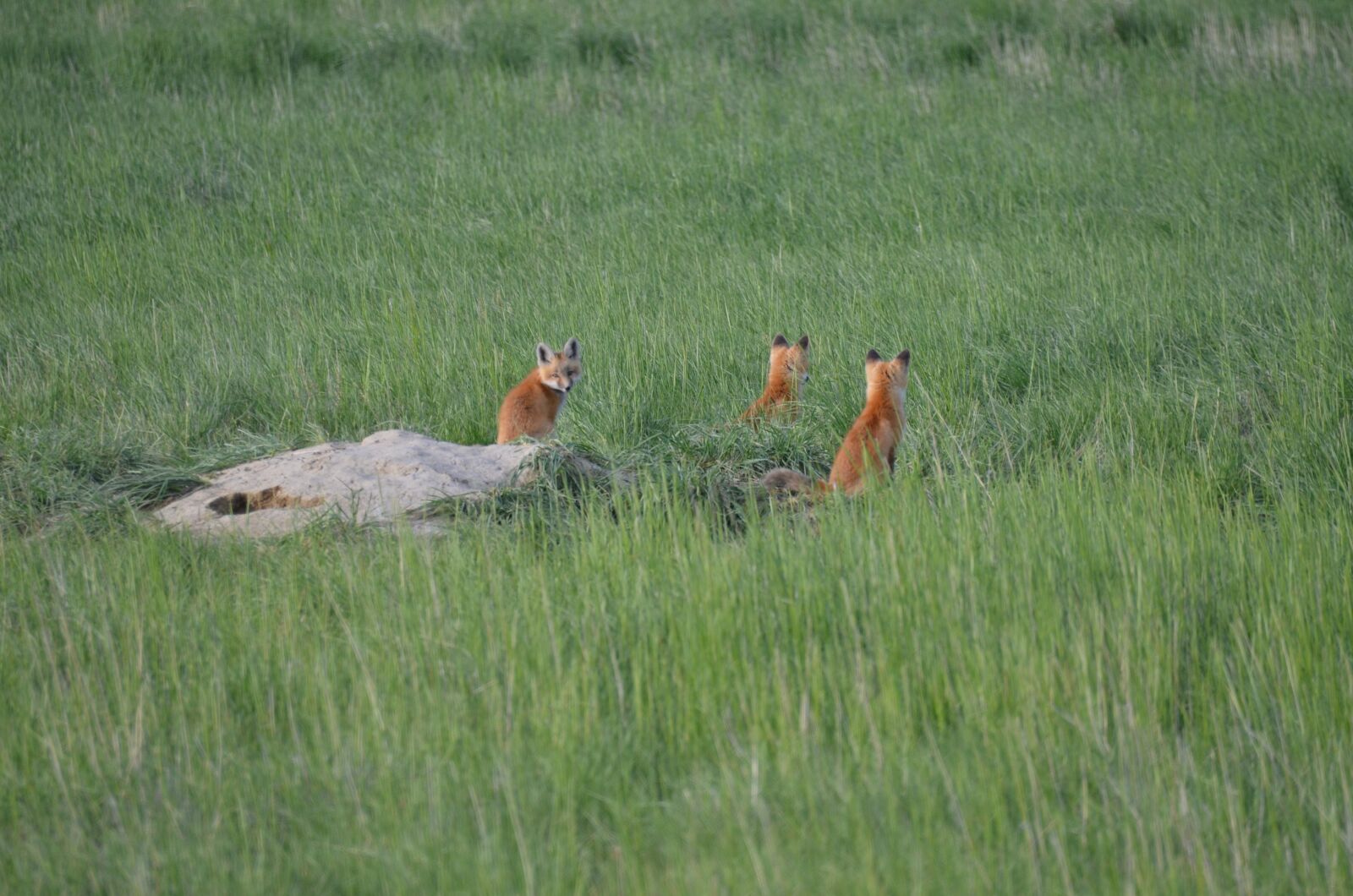 Nikon D7000 sample photo. Nature, animals, fox photography