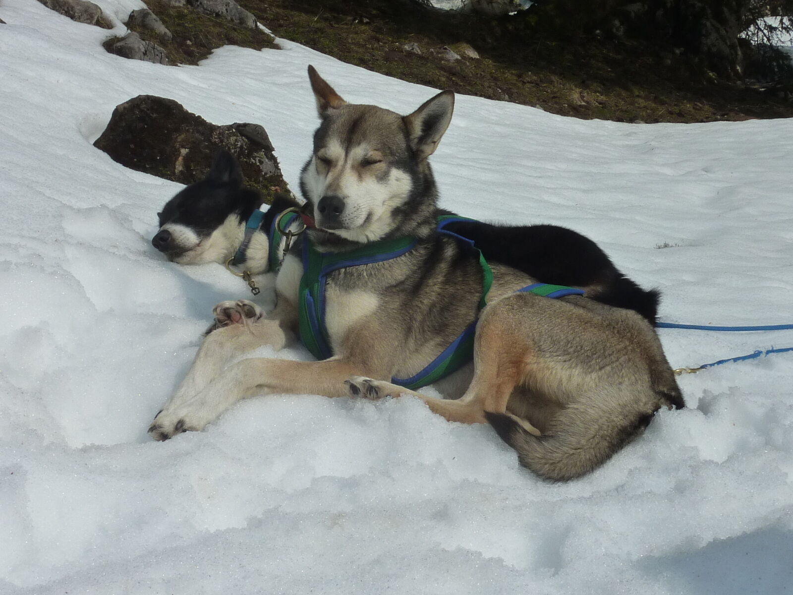 Panasonic DMC-TZ7 sample photo. Dog, husky, snowdog photography