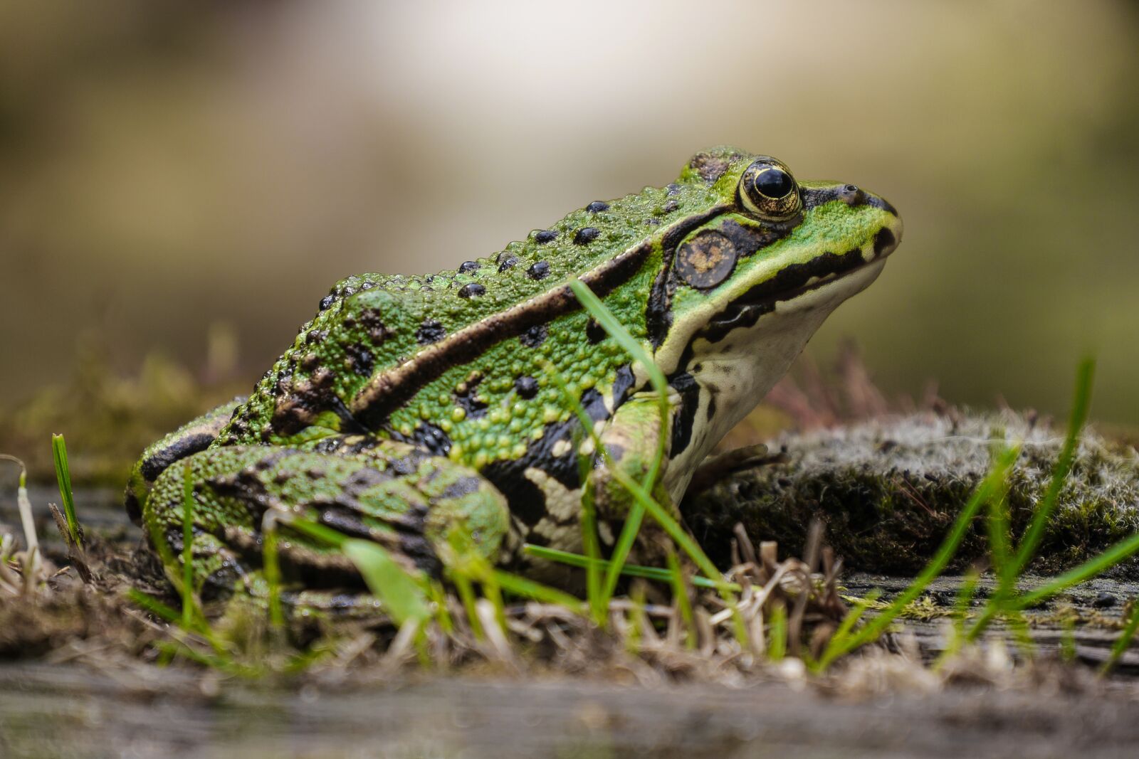 Panasonic Lumix DMC-GH3 sample photo. Frog, nature, animal photography