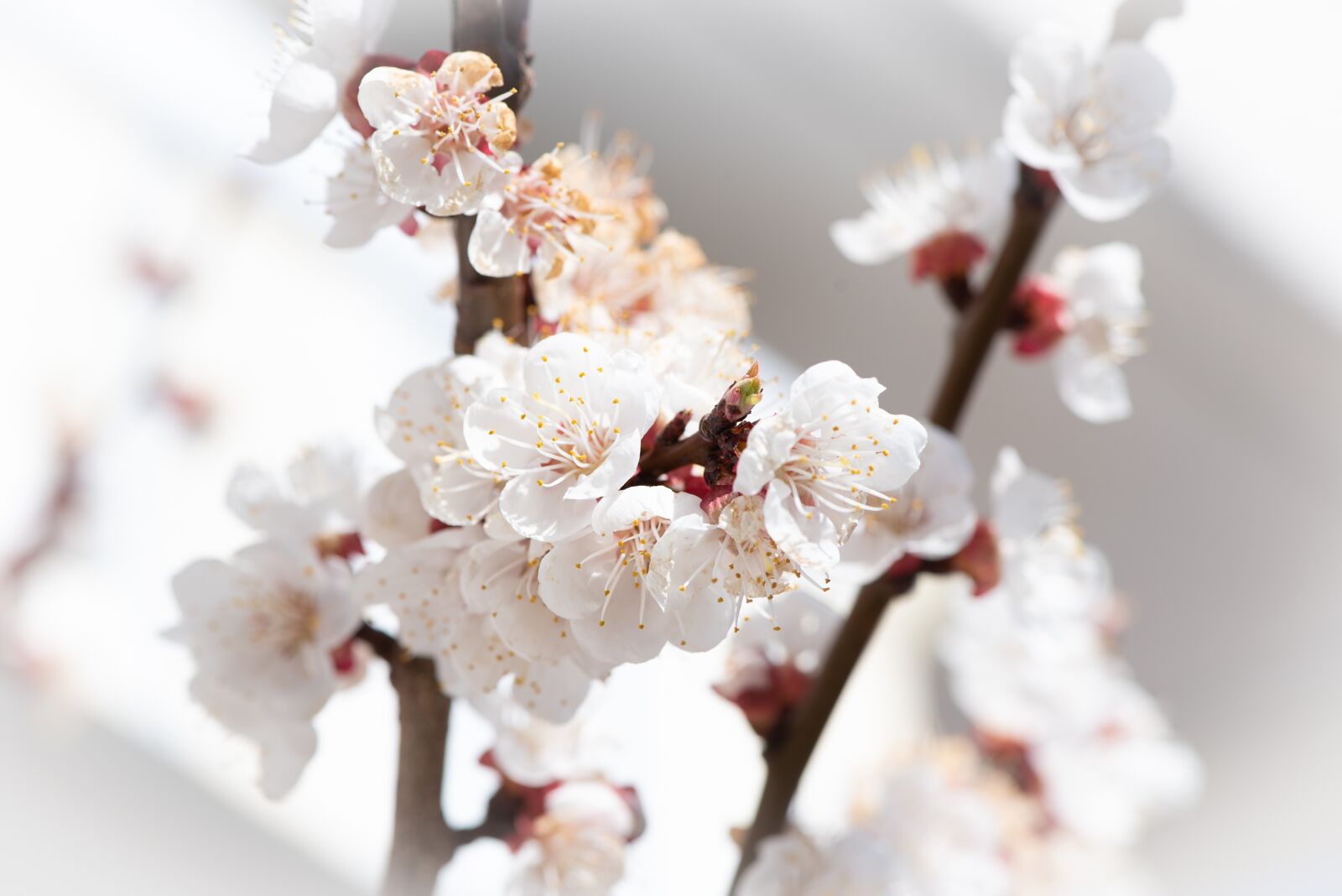 Nikon D750 sample photo. Flowers, aesthetic, white photography