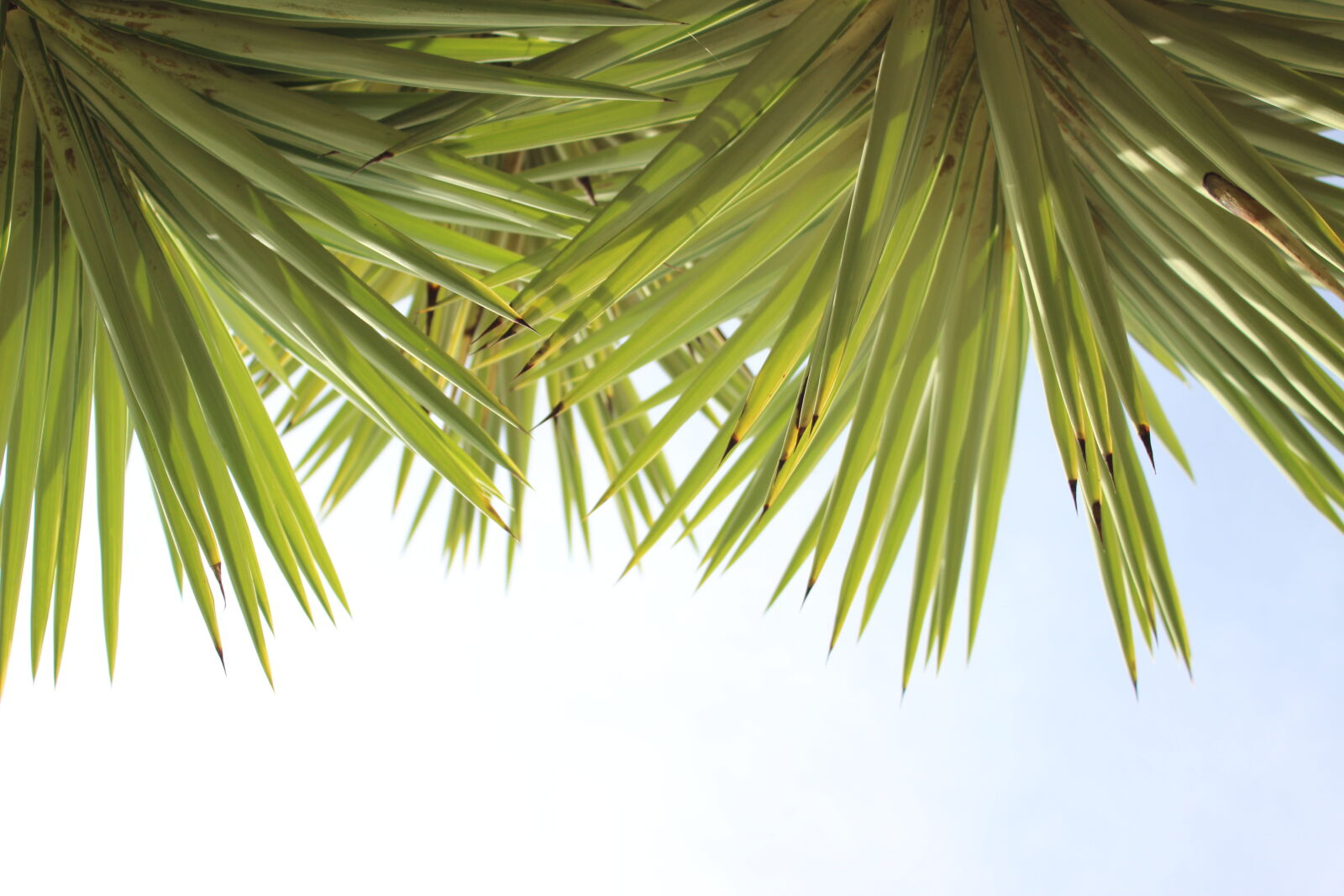 Canon EOS 600D (Rebel EOS T3i / EOS Kiss X5) sample photo. Green, leaf, plant photography