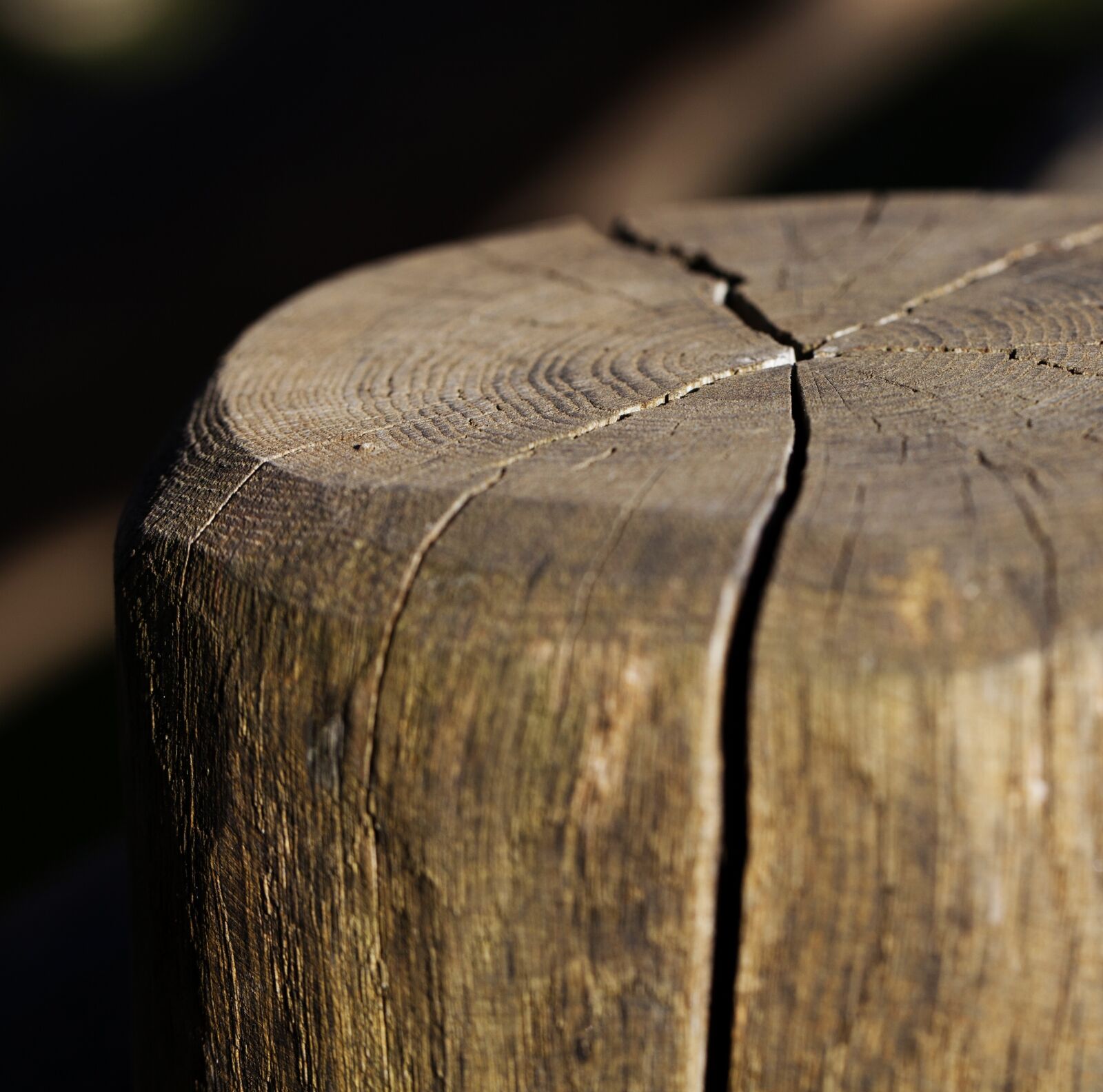 Canon EOS 5D Mark II sample photo. Stump, logs, stake photography
