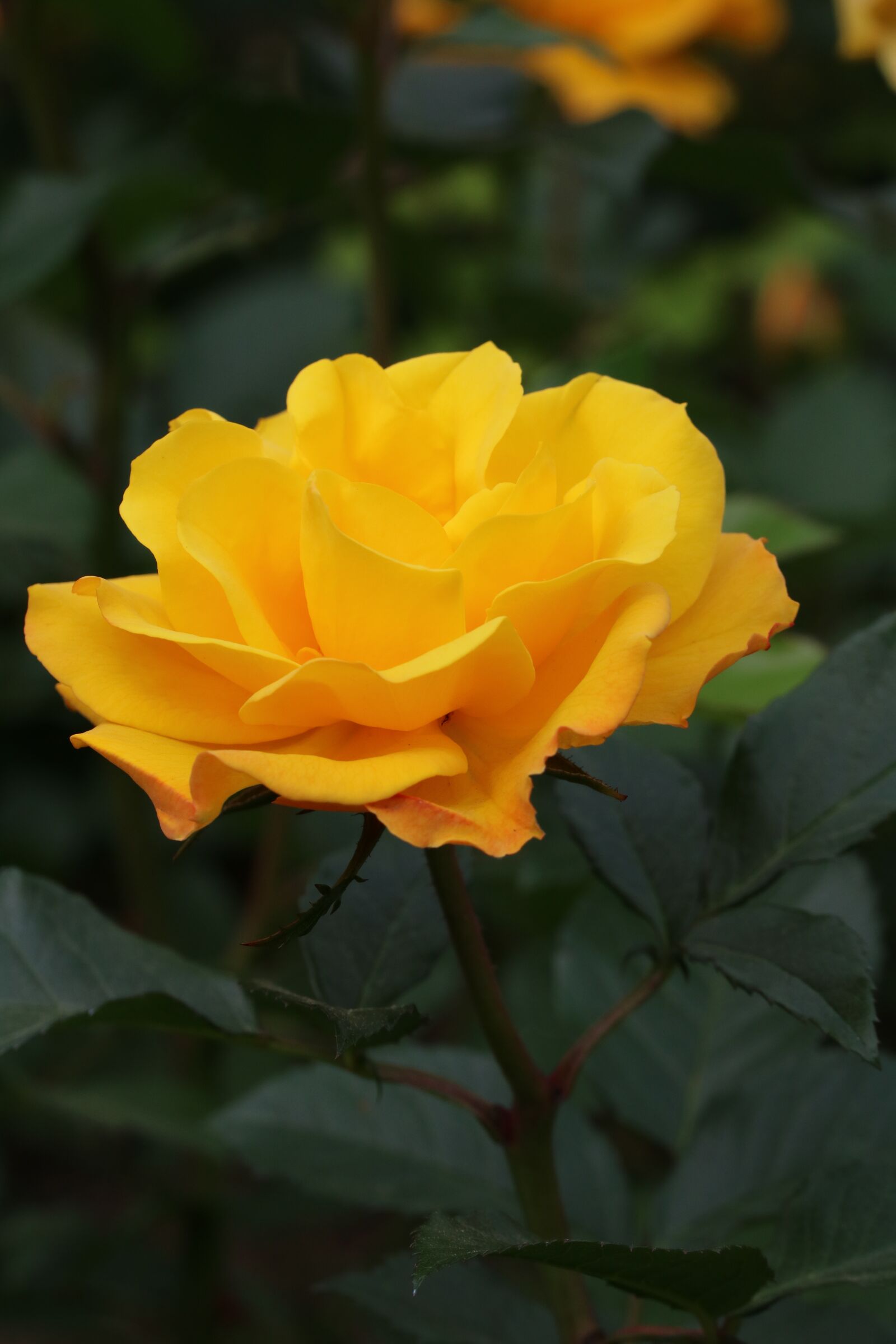 Canon EOS 750D (EOS Rebel T6i / EOS Kiss X8i) sample photo. Rose, flowers, rose garden photography