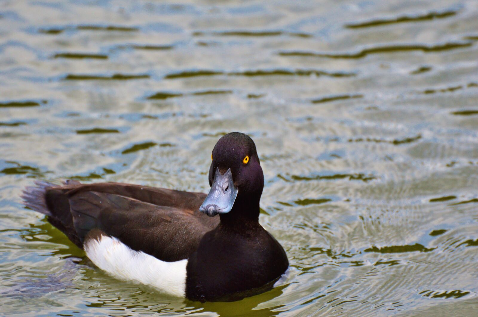Nikon D3200 sample photo. Duck, water bird, row photography