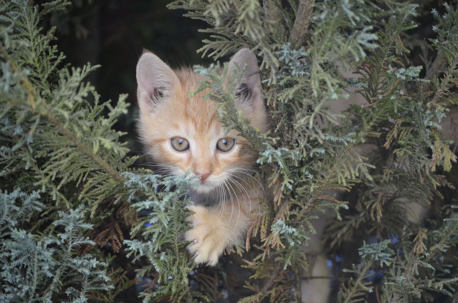 Nikon D5100 sample photo. Cat, baby cat, baby photography