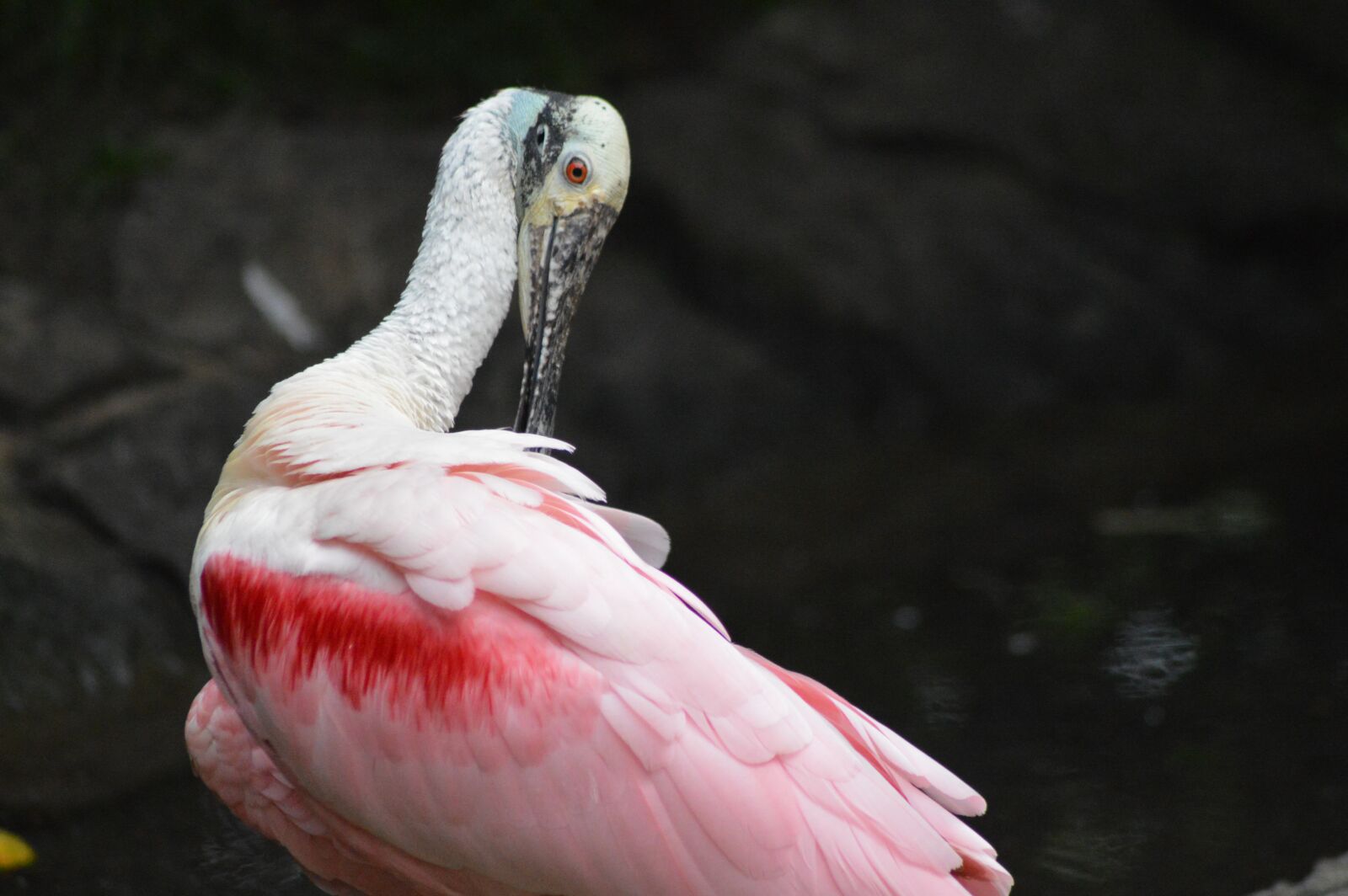 Nikon D3200 sample photo. Bird, plumage, spatula photography