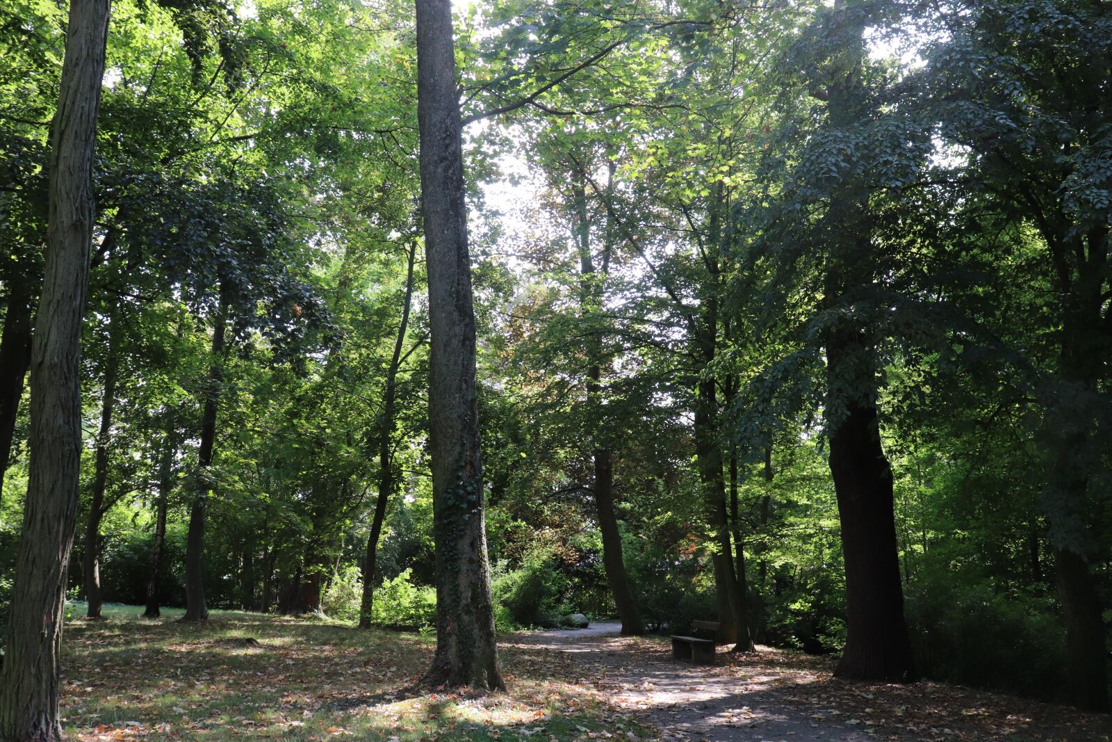 Canon EOS 200D (EOS Rebel SL2 / EOS Kiss X9) sample photo. Forest, autumn, leaves photography