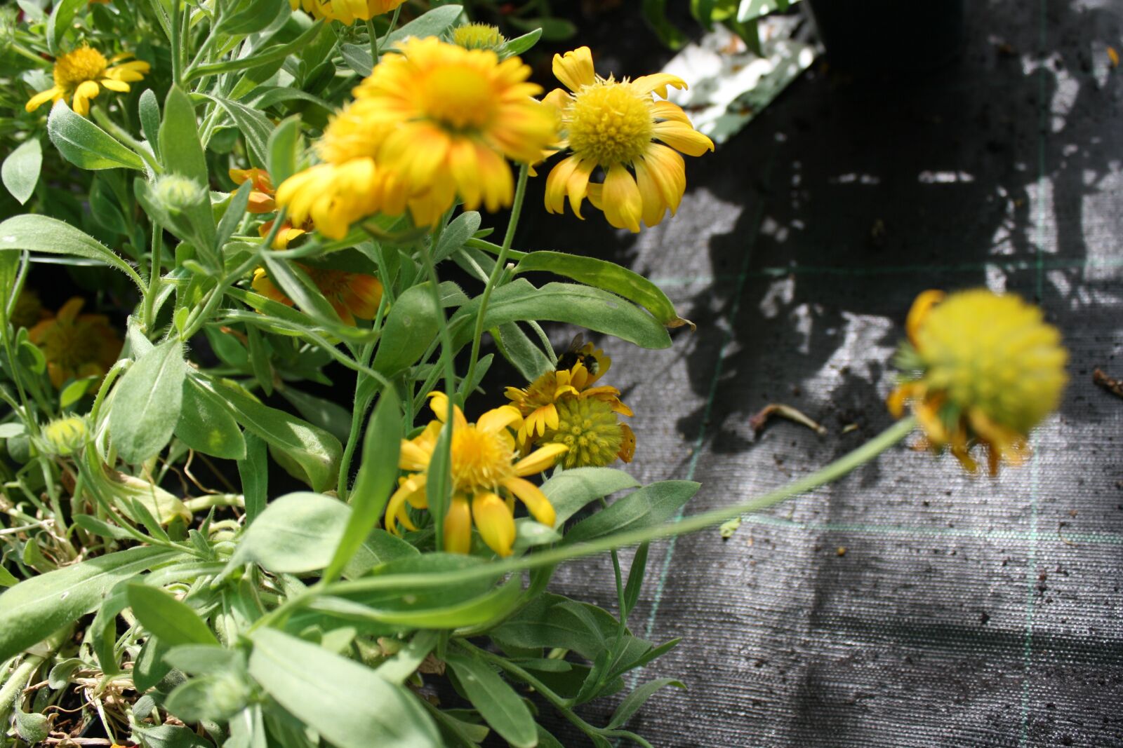 Canon EOS 1000D (EOS Digital Rebel XS / EOS Kiss F) sample photo. Plants, flowerpot, natural photography