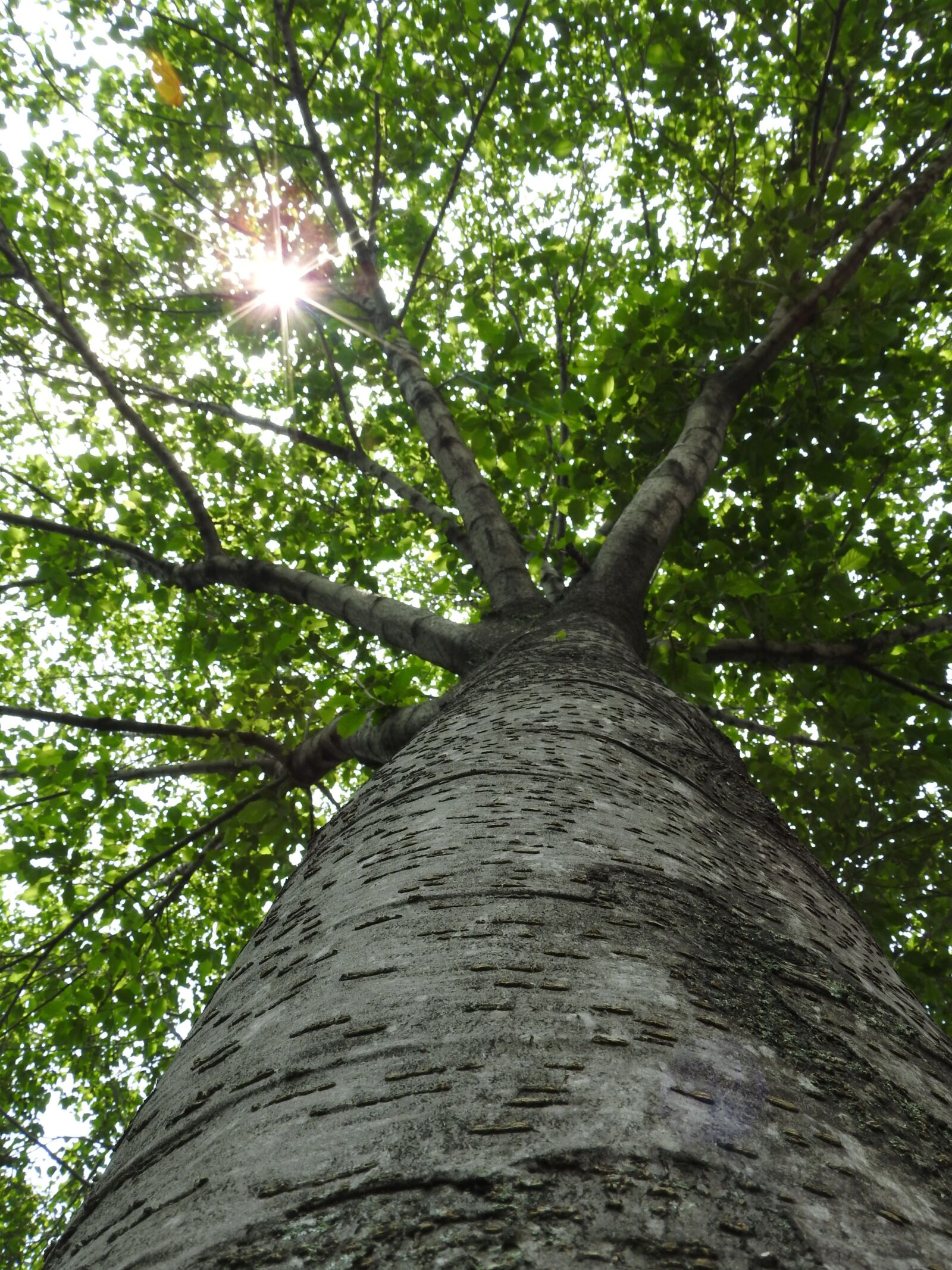Nikon Coolpix P610 sample photo. Tree, light, day photography