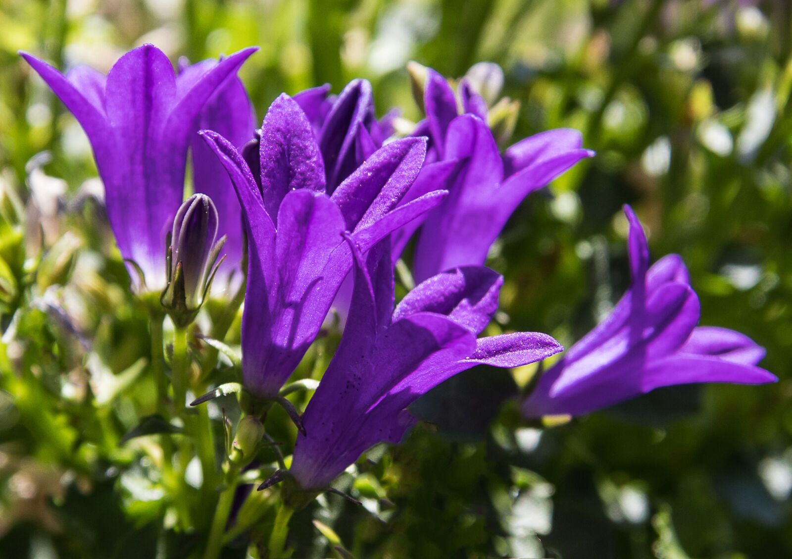 Canon EOS 80D sample photo. Bellflower, plant, ornamental plant photography