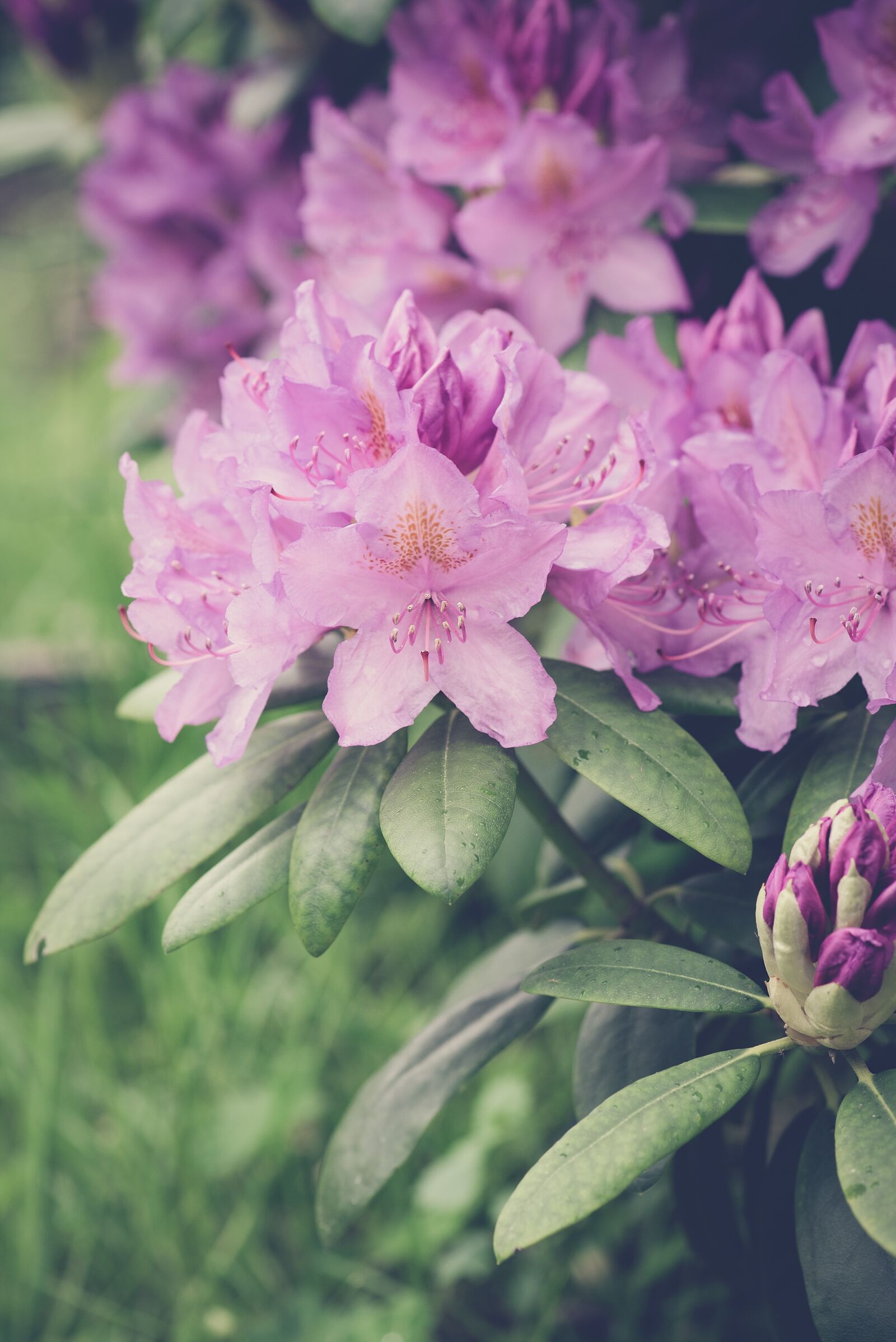 Nikon D750 sample photo. Rhododendrons, rhododendron, pink photography