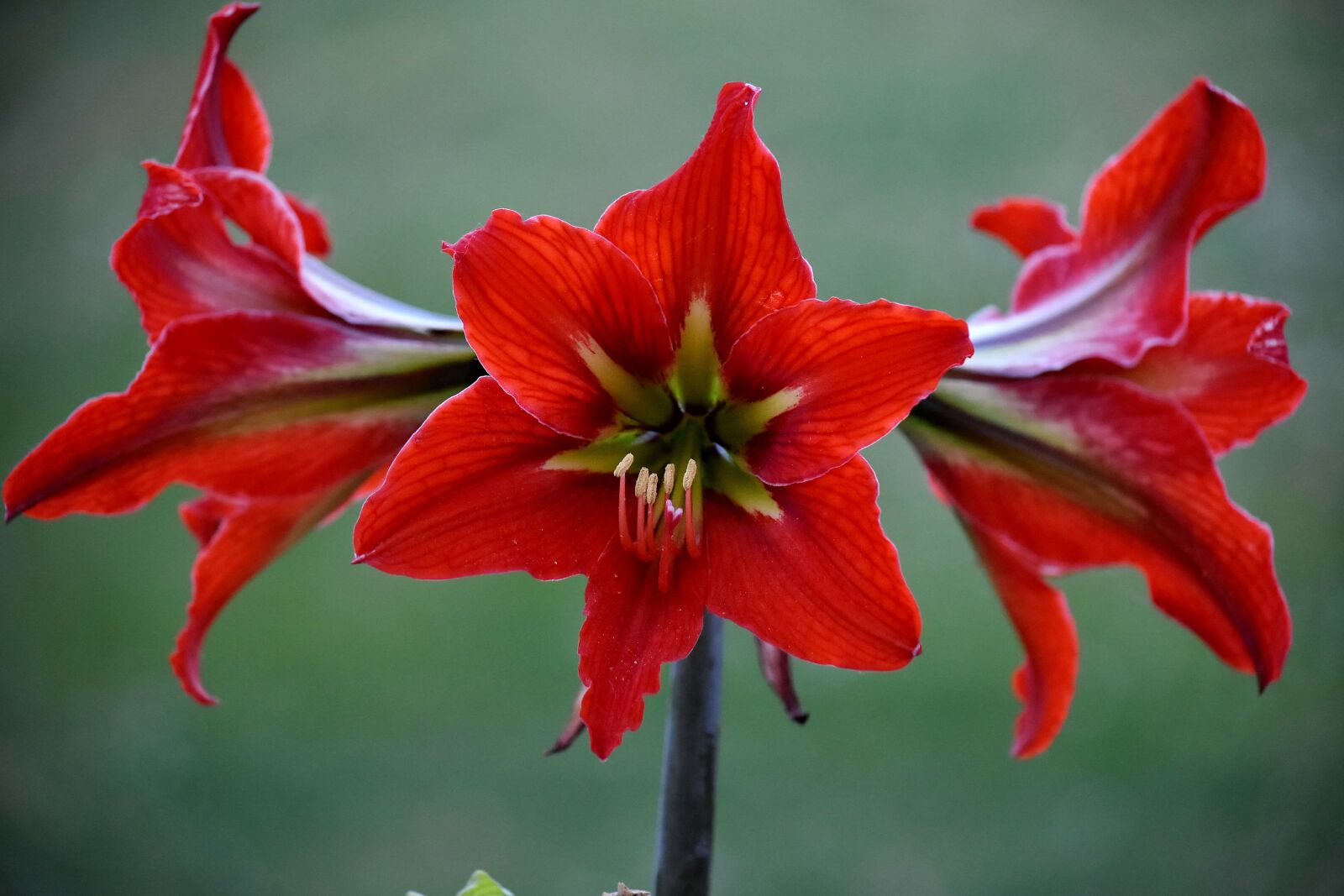 Nikon D5500 sample photo. Amaryllis, blossom, petals, red photography