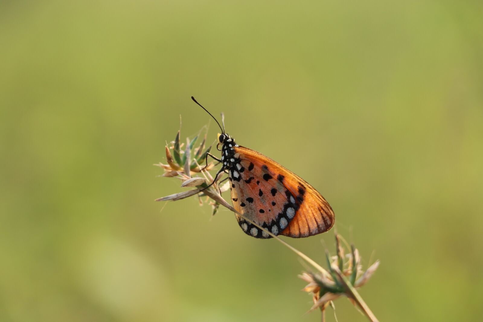 Canon EF-S 18-135mm F3.5-5.6 IS USM sample photo. Butterflies, indian butterflies, insects photography