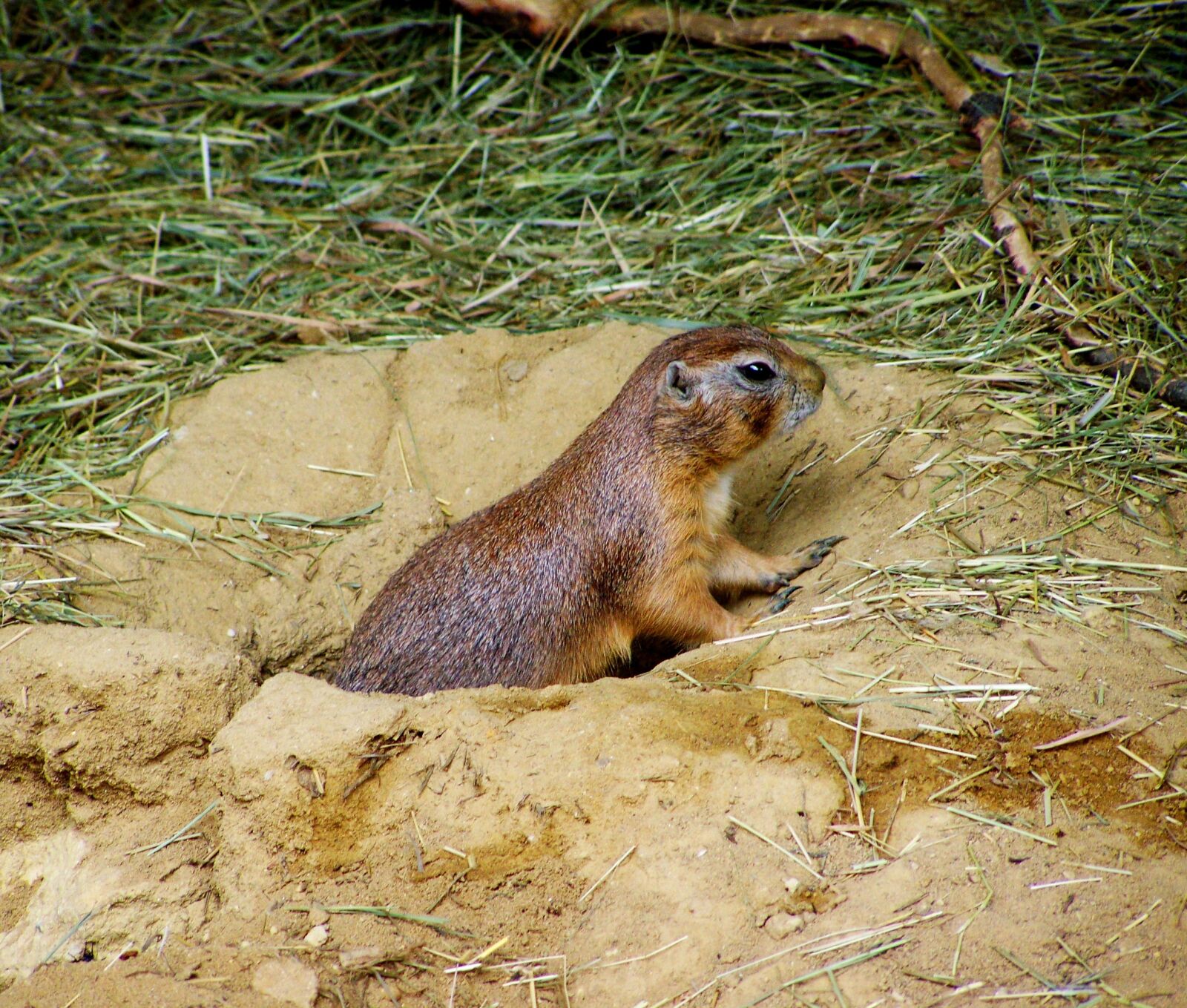 Kodak EASYSHARE ZD710 ZOOM DIGITAL CAMERA sample photo. Prairie dog, mammal, residential photography