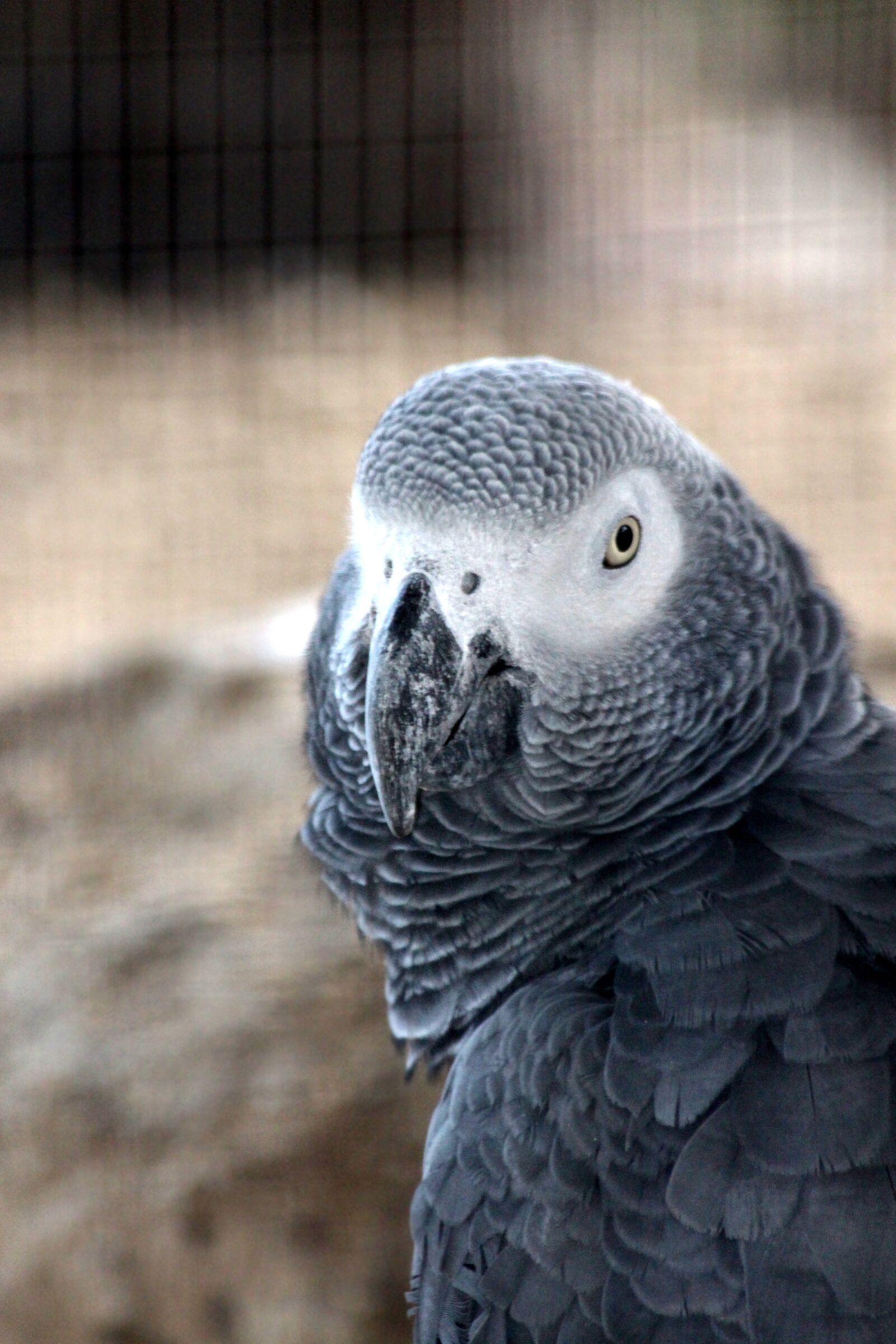Canon EOS 650D (EOS Rebel T4i / EOS Kiss X6i) sample photo. Jaco, parrot, psittacus erithacus photography