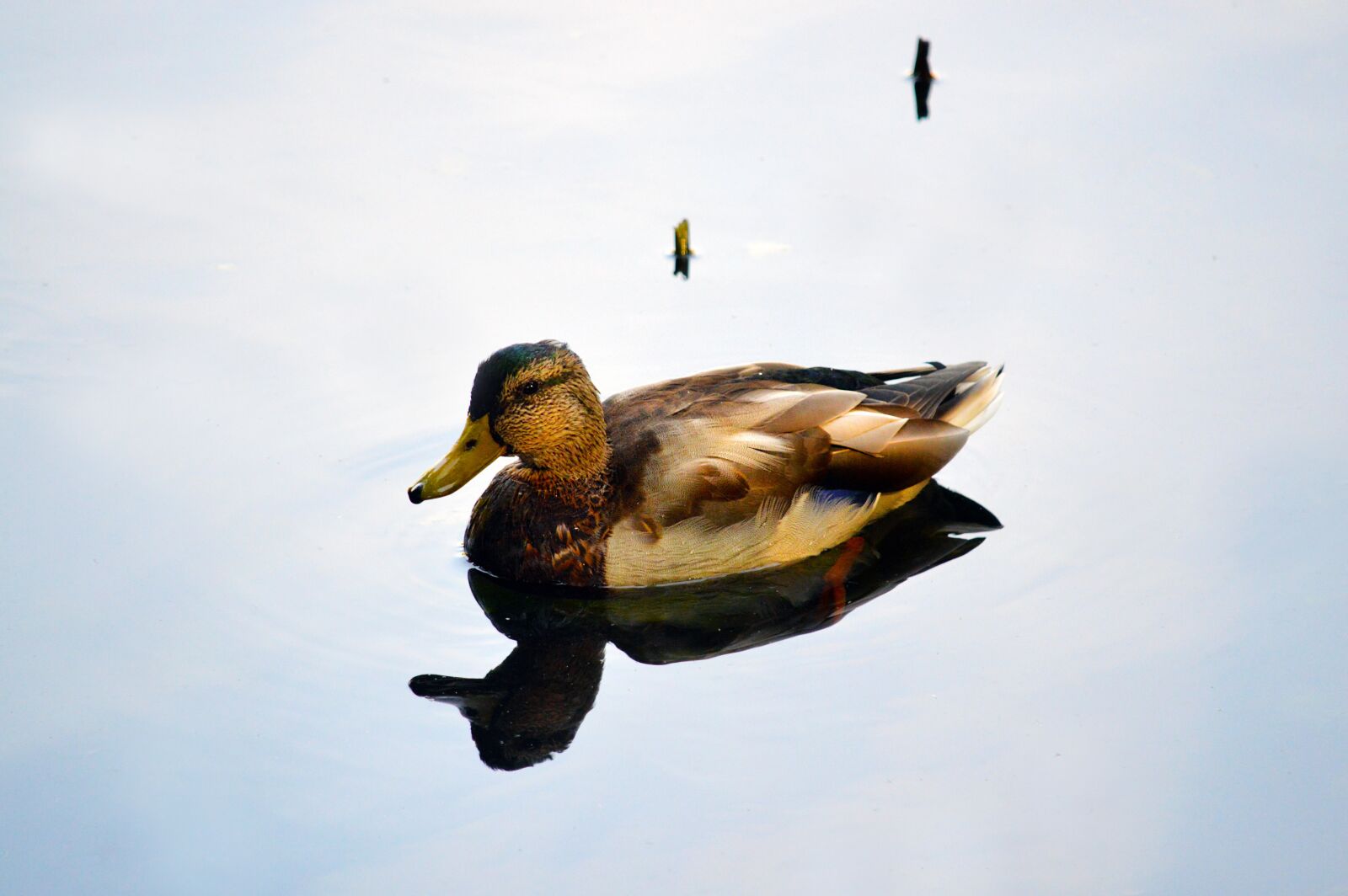 Nikon D3200 sample photo. Duck, water, bird photography