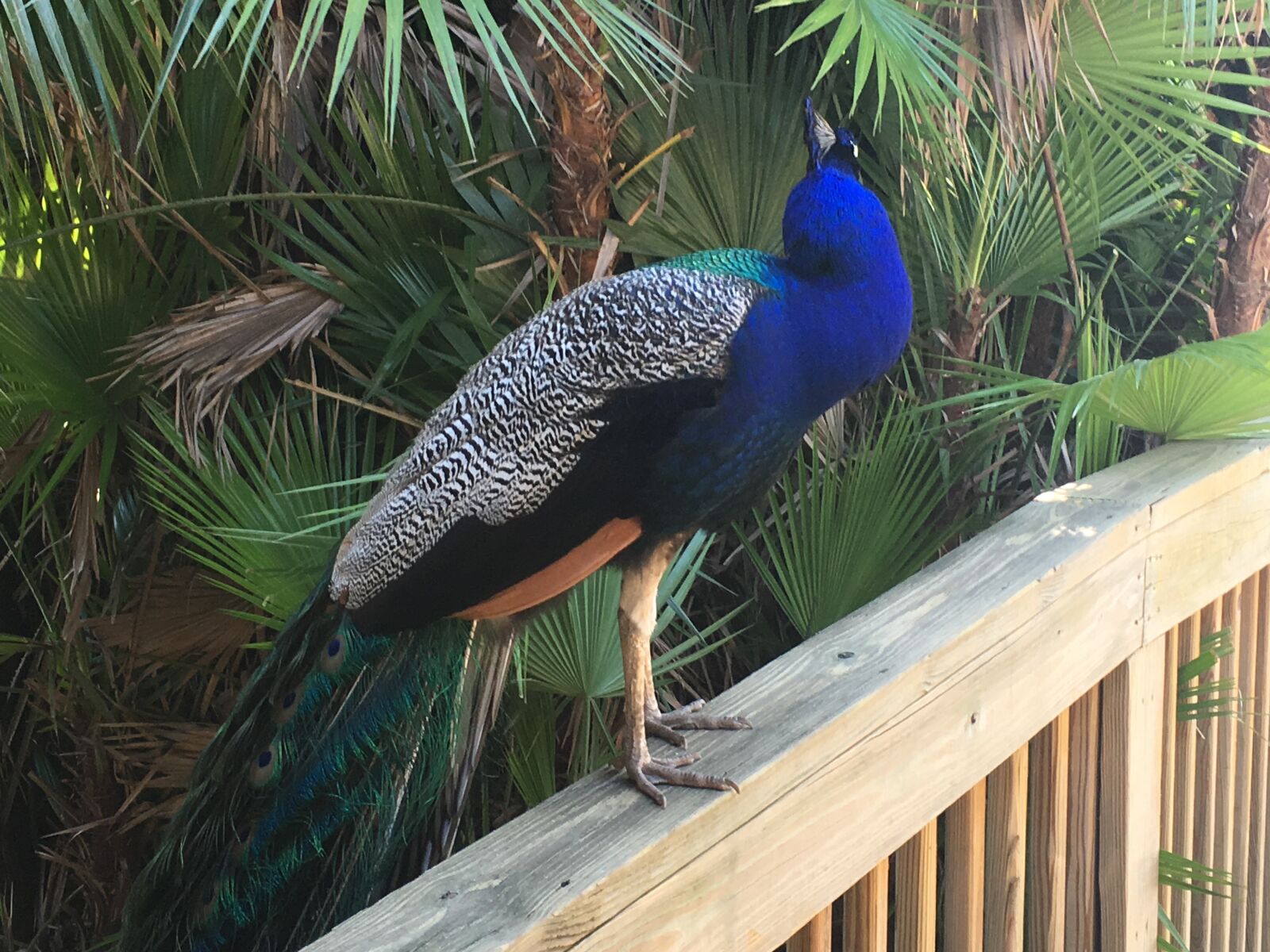 Apple iPhone 6s Plus sample photo. Peacock photography