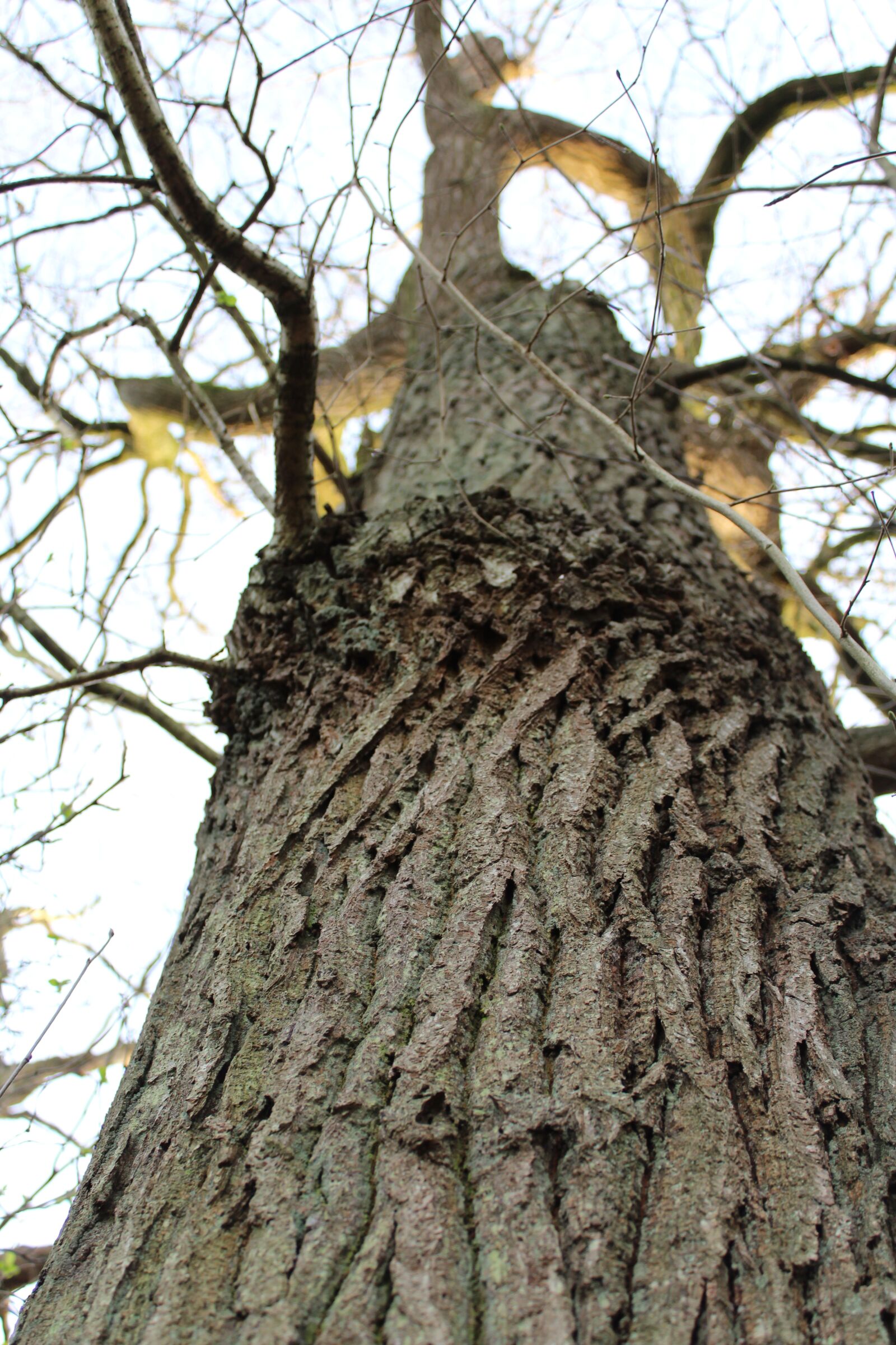 Canon EOS 1200D (EOS Rebel T5 / EOS Kiss X70 / EOS Hi) sample photo. Log, bark, nature photography