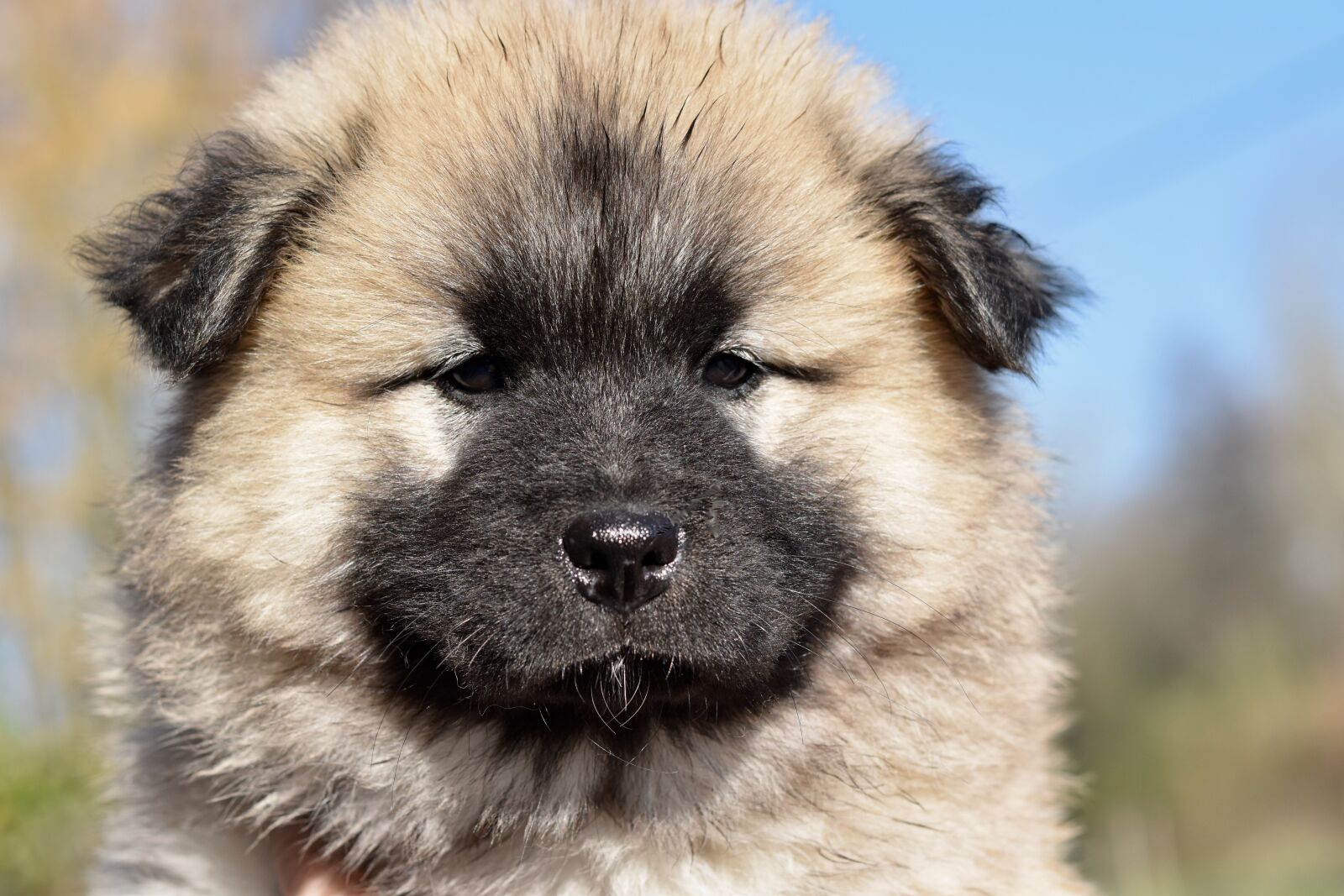 Nikon D5600 sample photo. Dog, dog eurasier, bitch photography