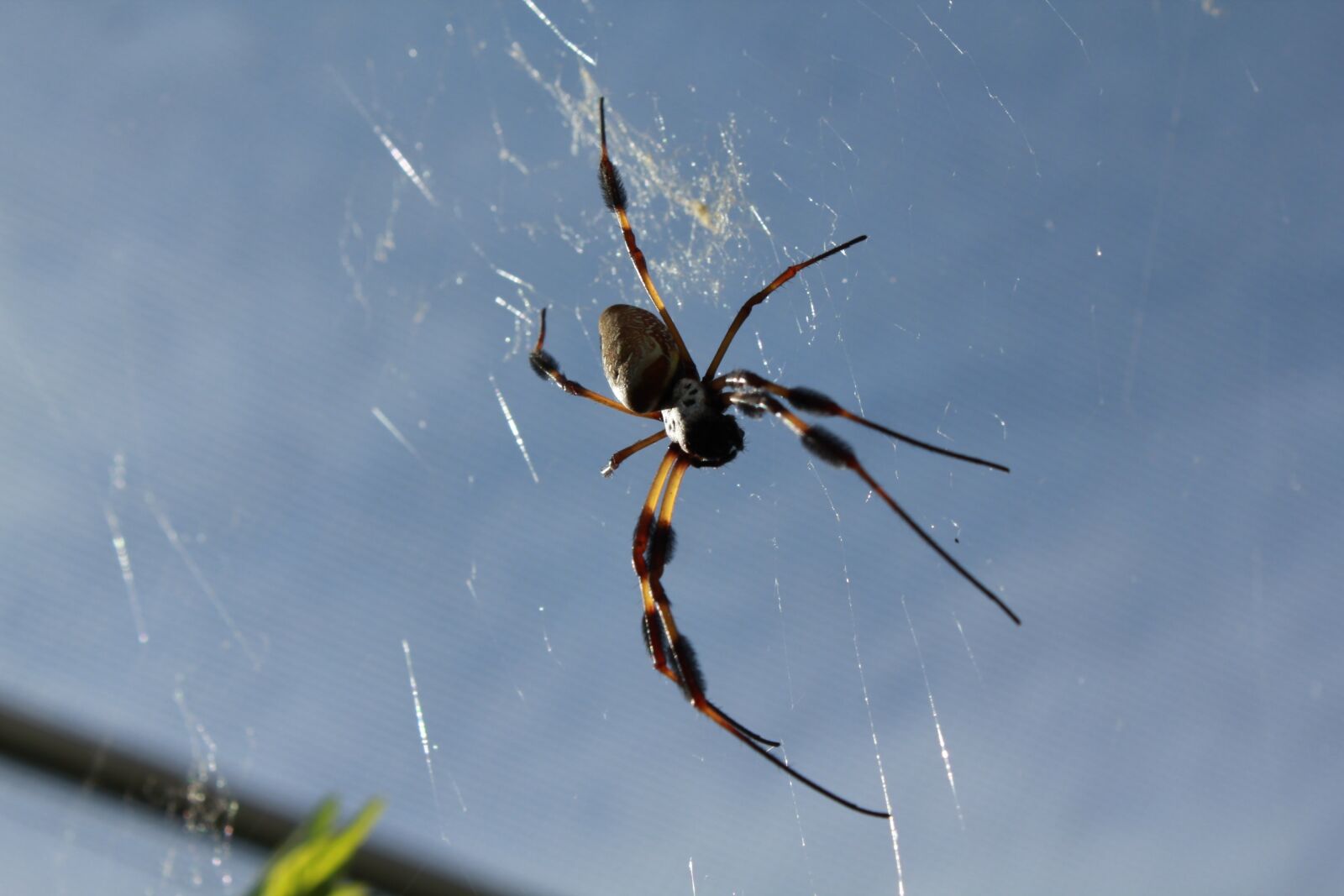 Canon EOS 550D (EOS Rebel T2i / EOS Kiss X4) sample photo. Spider, insect, arachnid photography