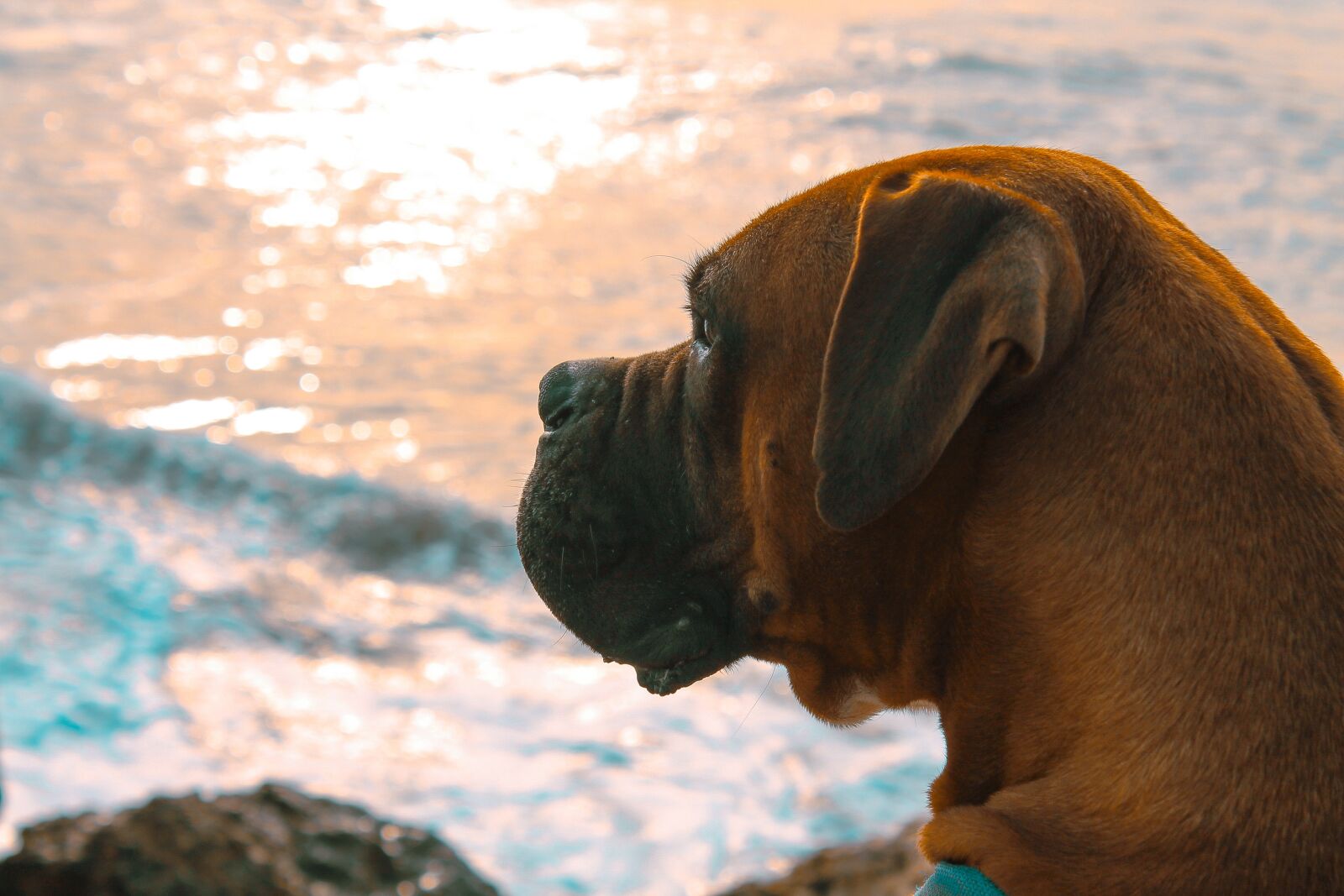Canon EOS 1100D (EOS Rebel T3 / EOS Kiss X50) sample photo. Dog, boxer, animal photography