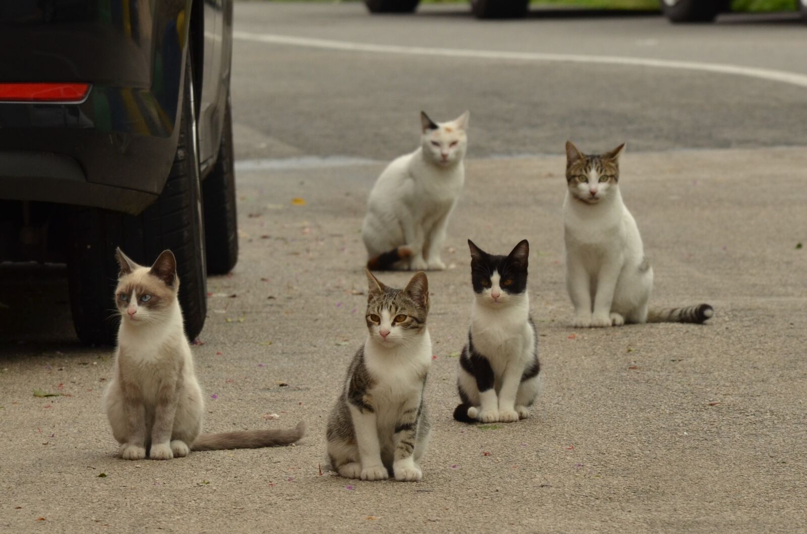 Nikon D7000 sample photo. Cat, kitten, alley cat photography