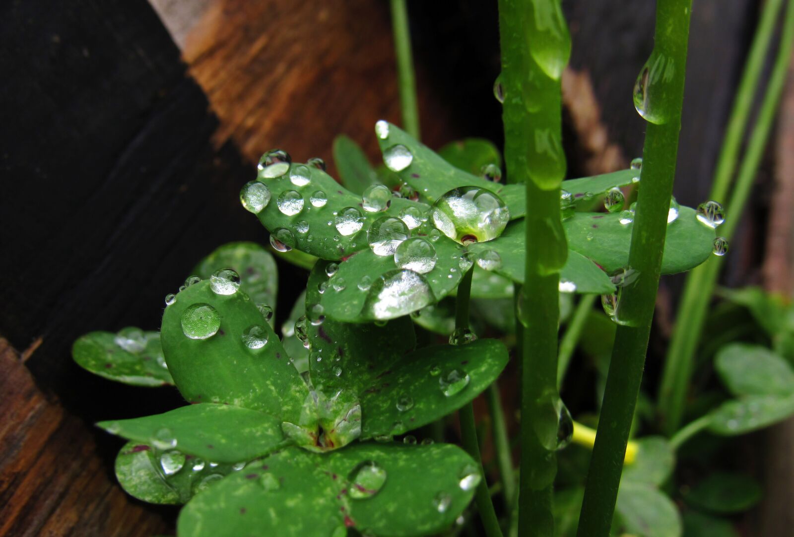 Canon PowerShot SX530 HS sample photo. Raindrop, rain, drop photography