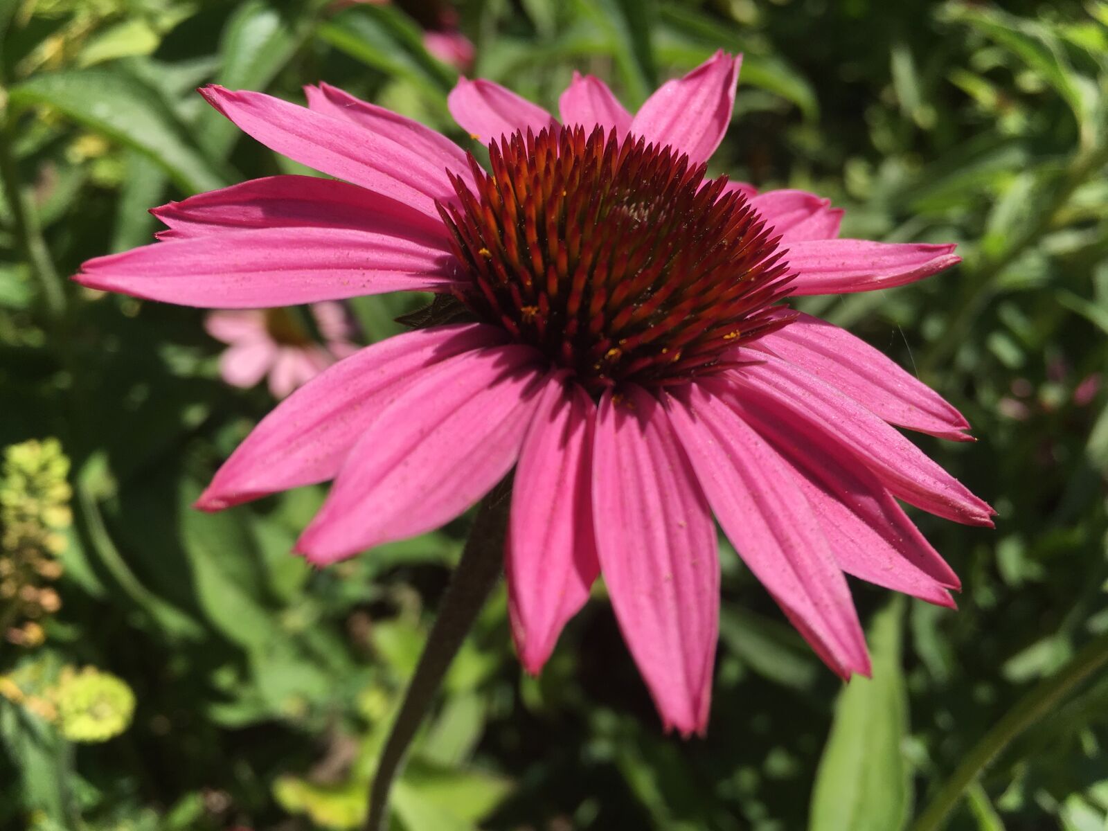 Apple iPhone 6s sample photo. Flower, plant, summer photography