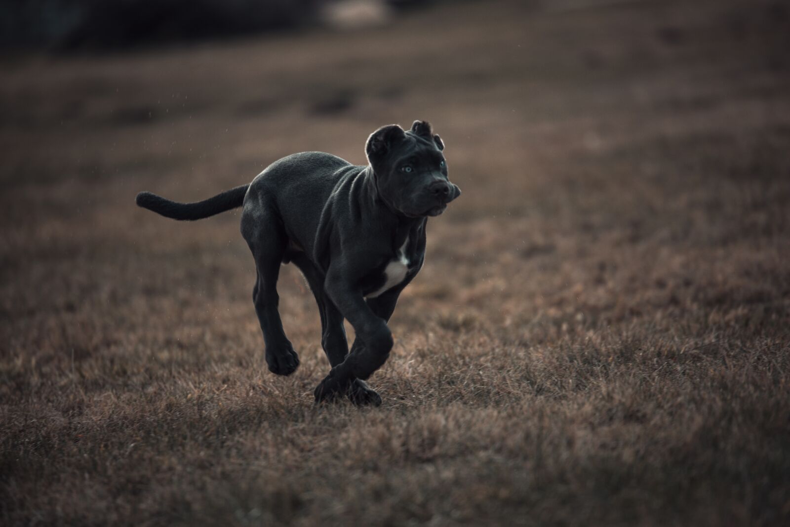 Canon EOS 6D sample photo. Bandog, puppy, blue eyes photography