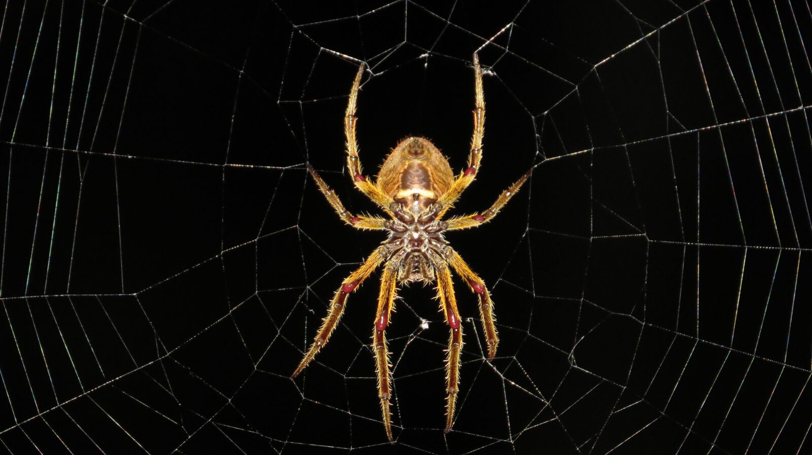 Canon PowerShot SX50 HS sample photo. Insect, spider, macro photography