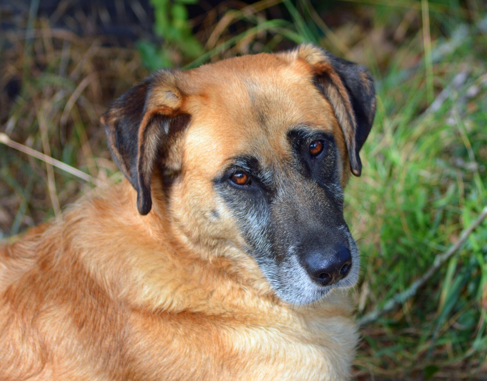 Nikon D5200 sample photo. Dog, animal, domestic animal photography