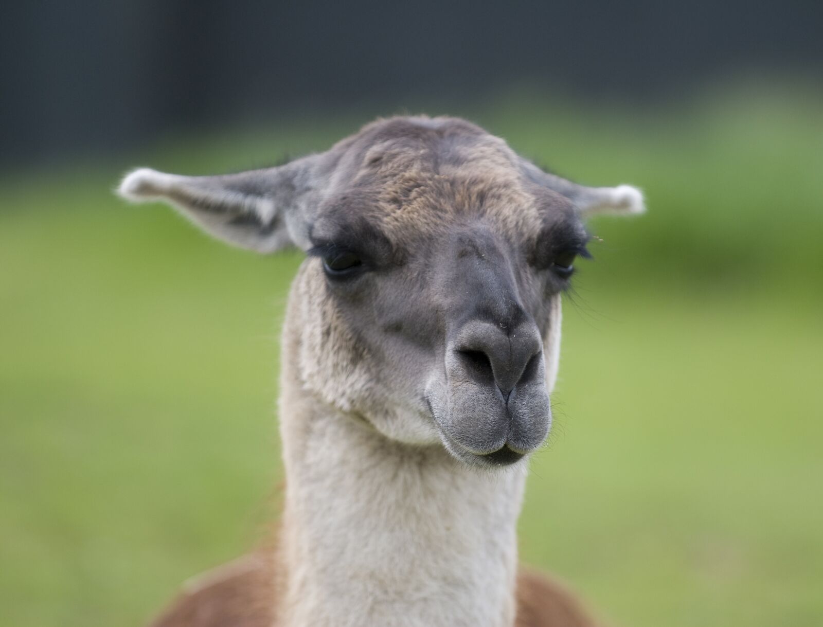 Nikon D60 sample photo. Alpaca, llama, cute photography