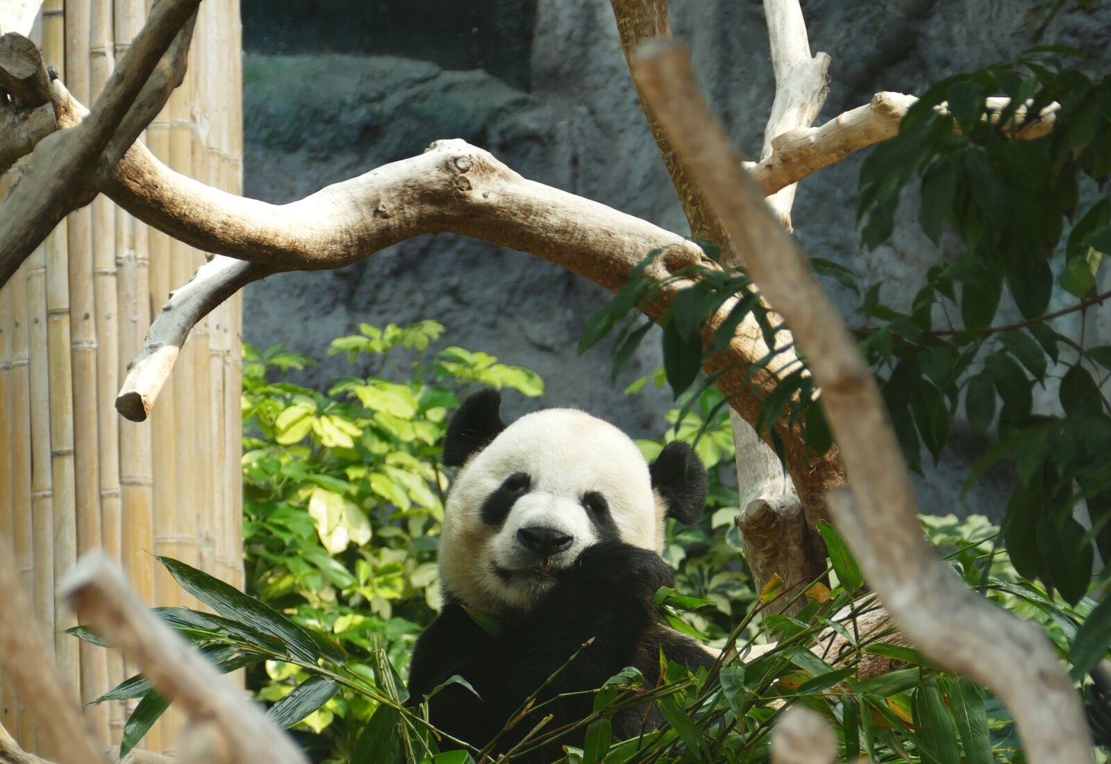 Panasonic Lumix DMC-FZ1000 sample photo. Panda, bear, head drawing photography