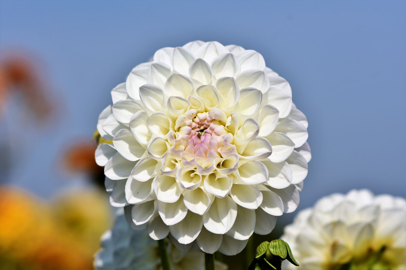 Nikon D7200 sample photo. Dahlia, dahlias bud, flower photography