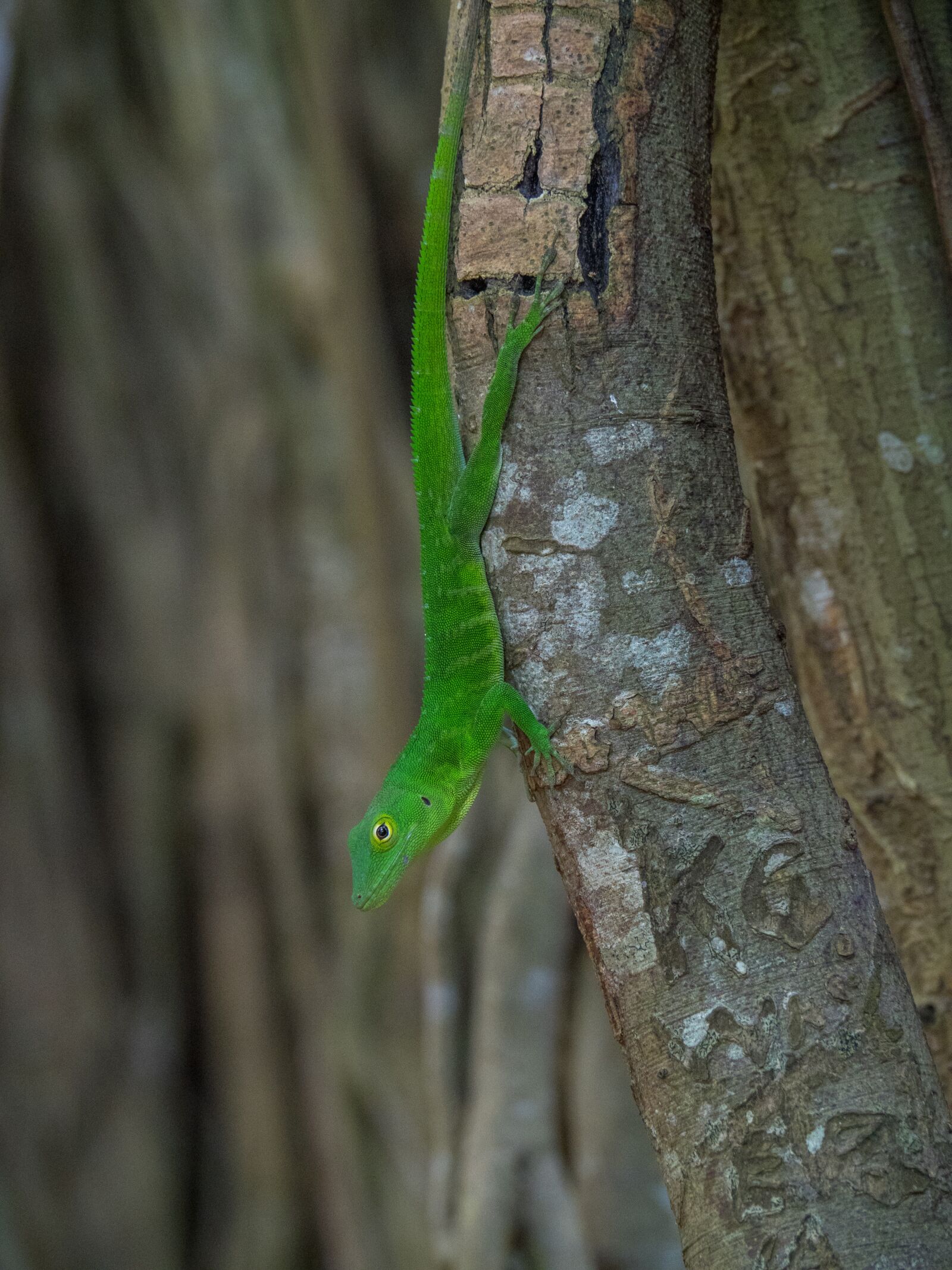 Olympus OM-D E-M1 Mark II sample photo. Gecko, lizard, reptile photography
