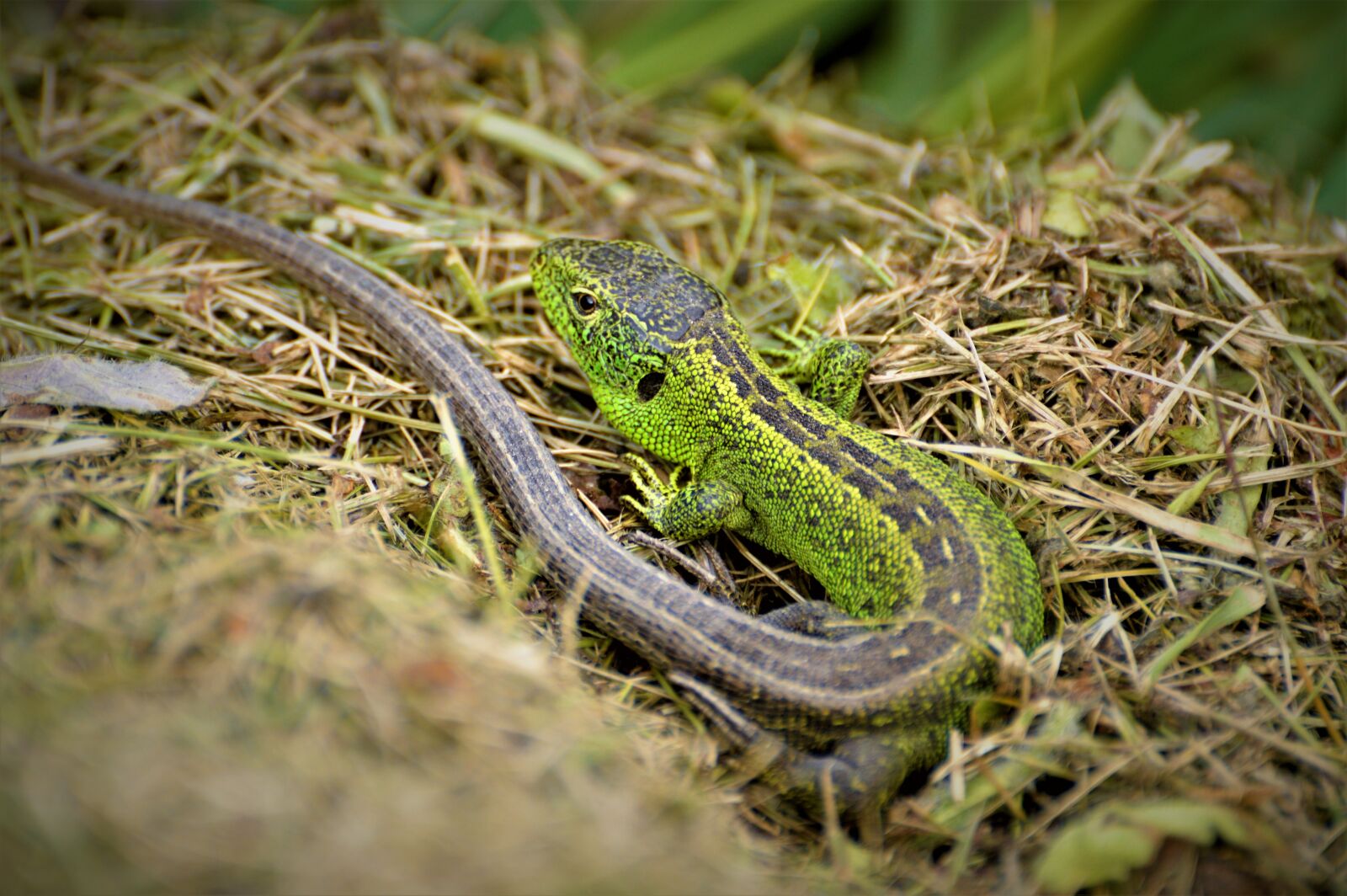 Nikon D3200 sample photo. Sand lizard, reptile, lizard photography