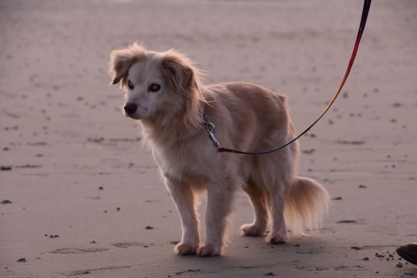 Nikon D3400 sample photo. Dog, cute, doggy photography