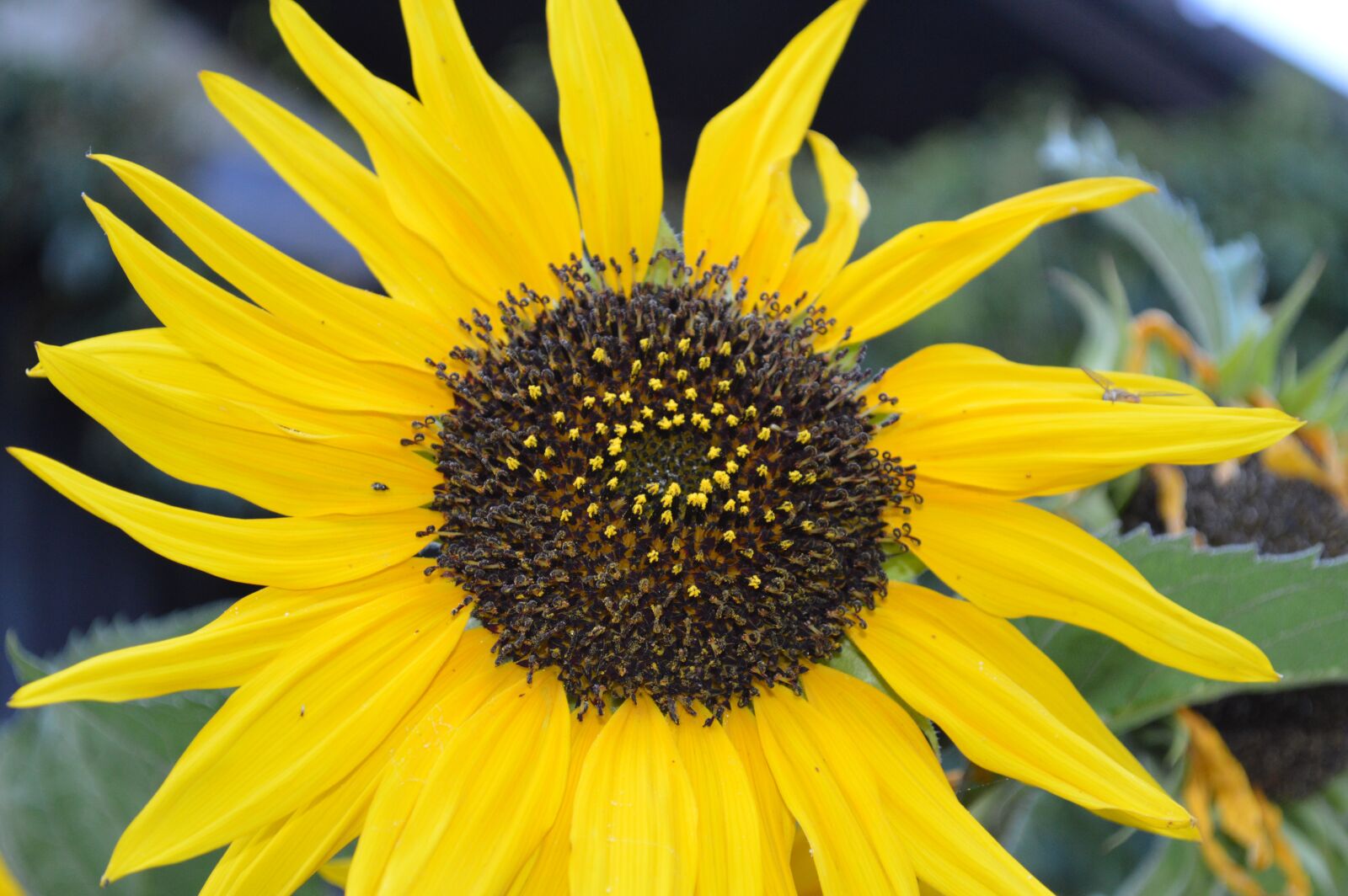 Nikon D3200 sample photo. Sunflower, garden, flower photography