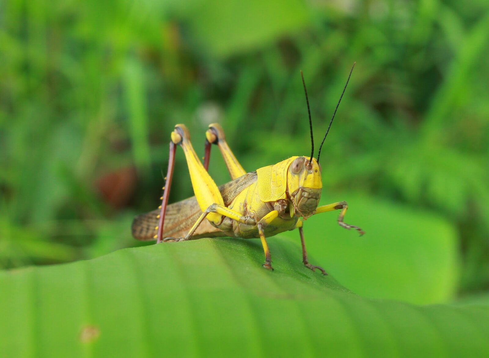 Canon EOS 550D (EOS Rebel T2i / EOS Kiss X4) sample photo. Green, animal, insect photography