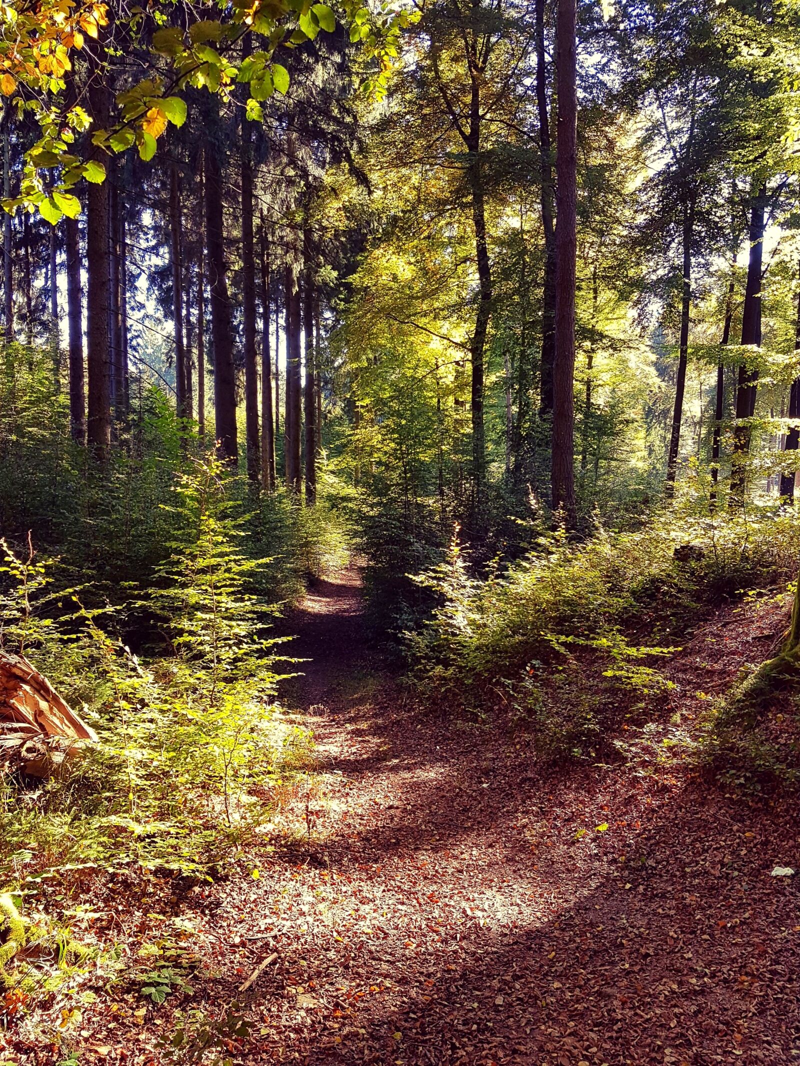 Samsung Galaxy S7 sample photo. Forest, forest path, autumn photography